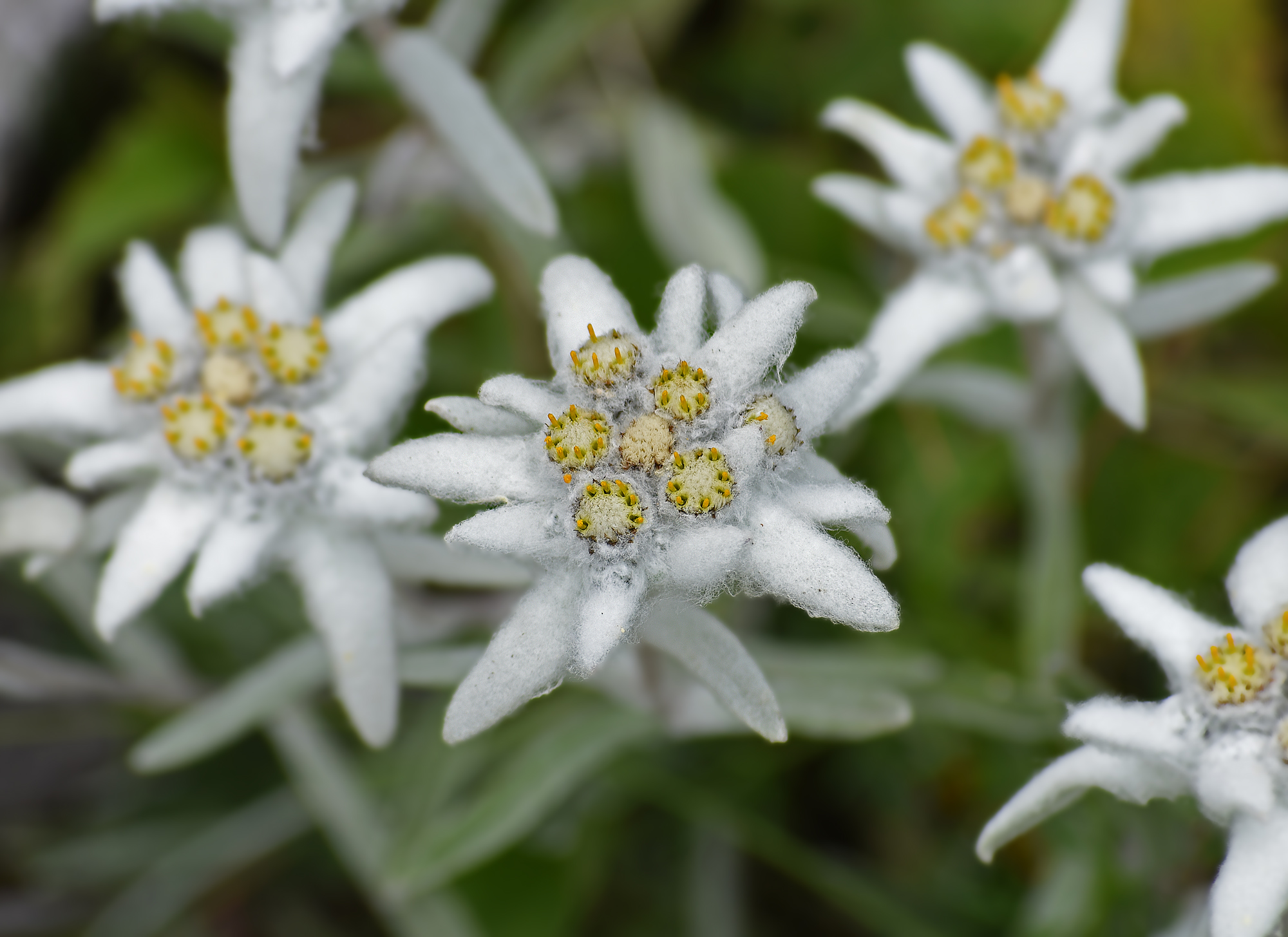 Edelweiss