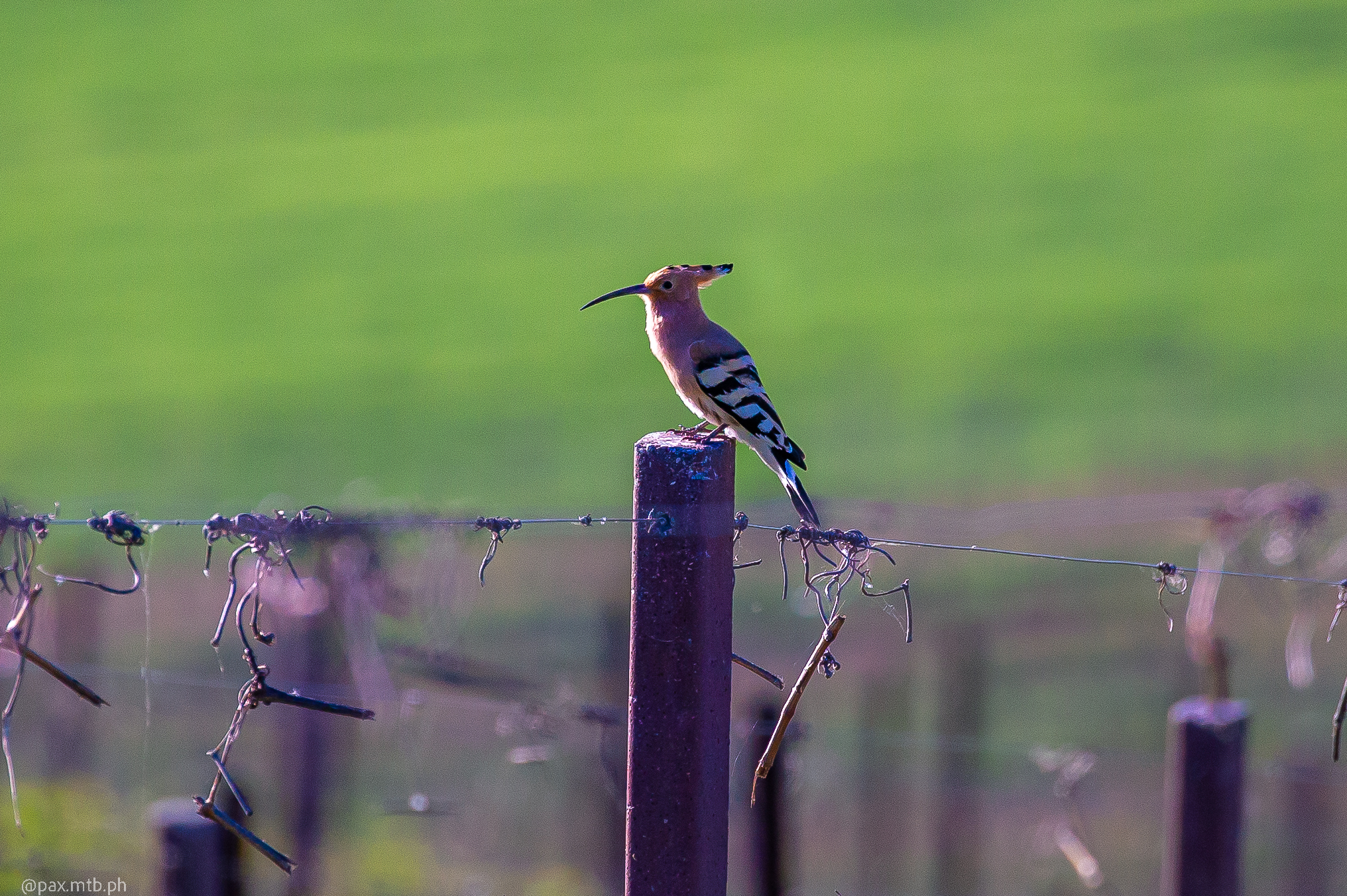 First hoopoe
