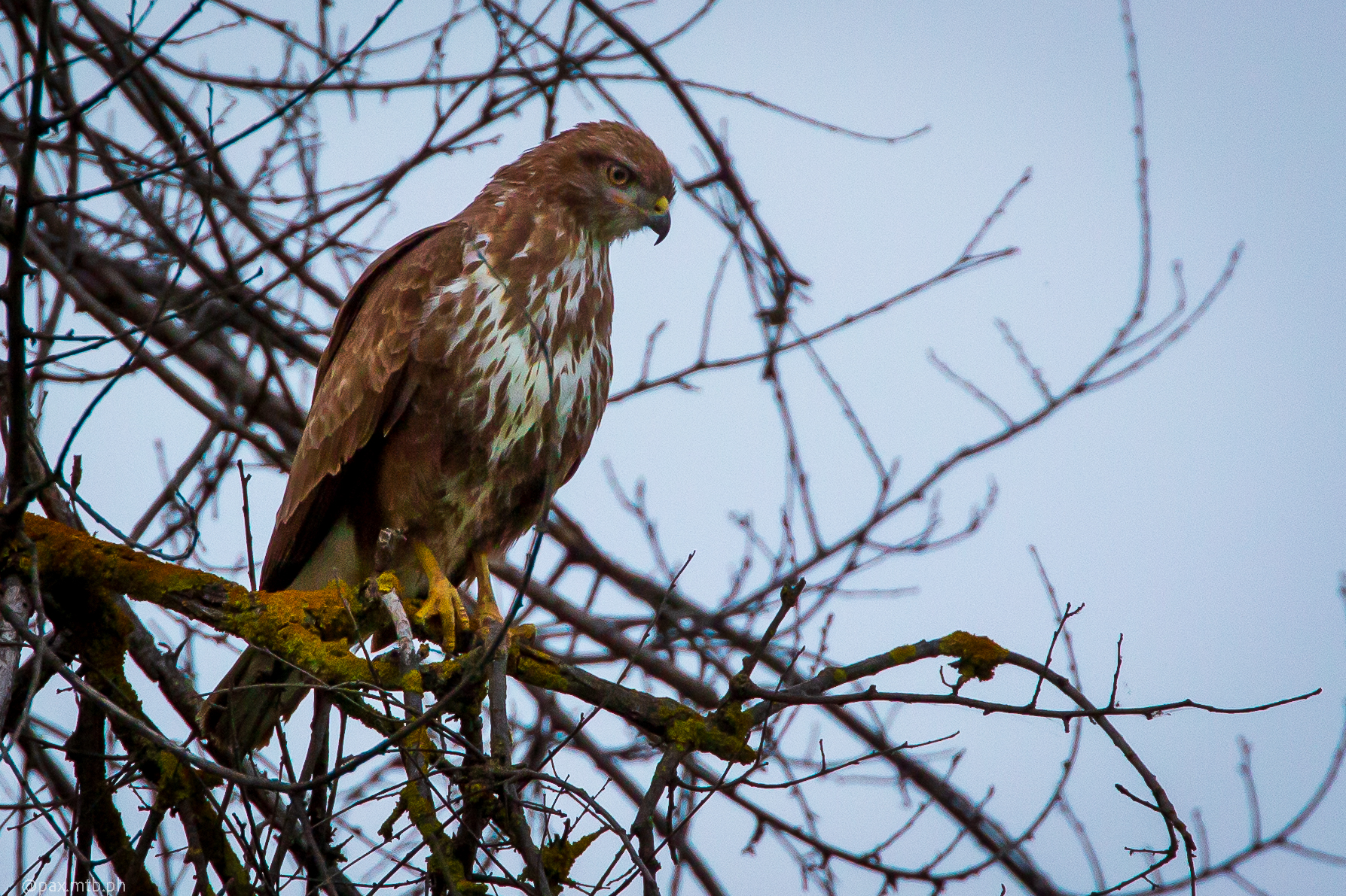 First buzzard