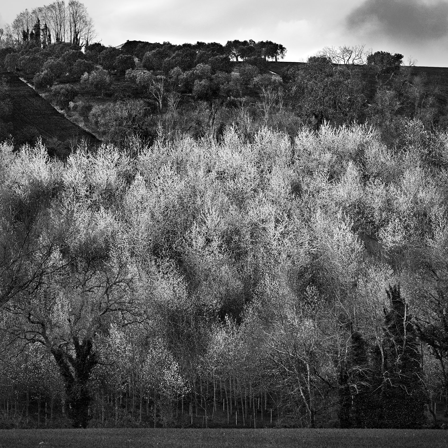 The Hill of Cherry Trees