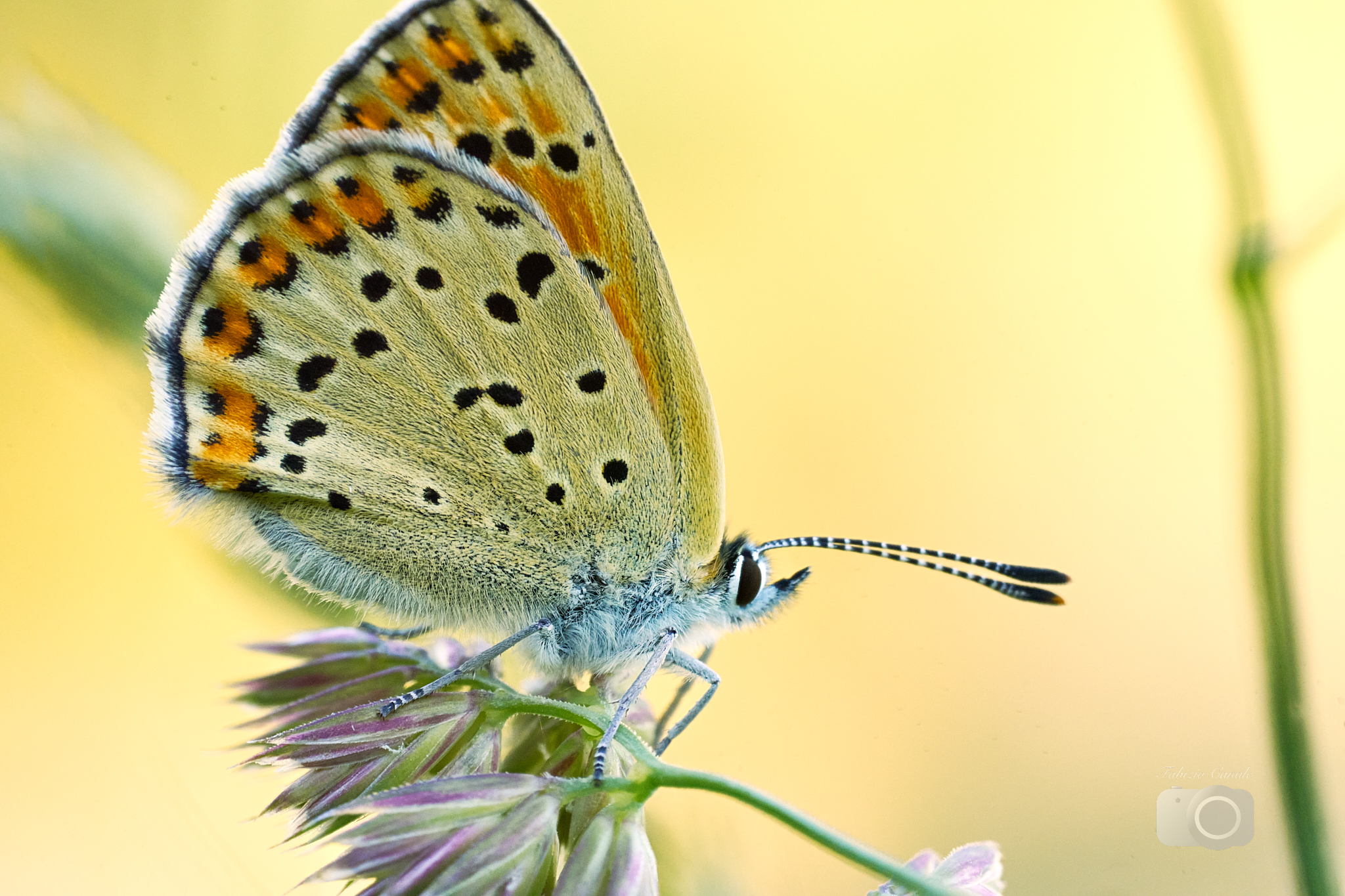 Farfalla