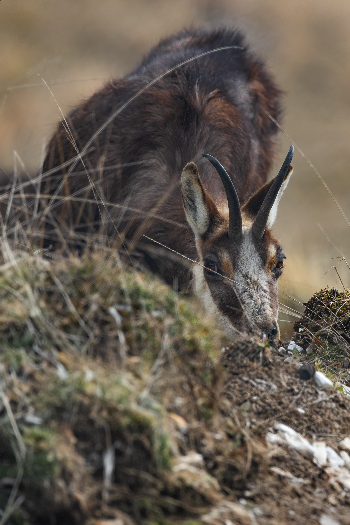 Chamois