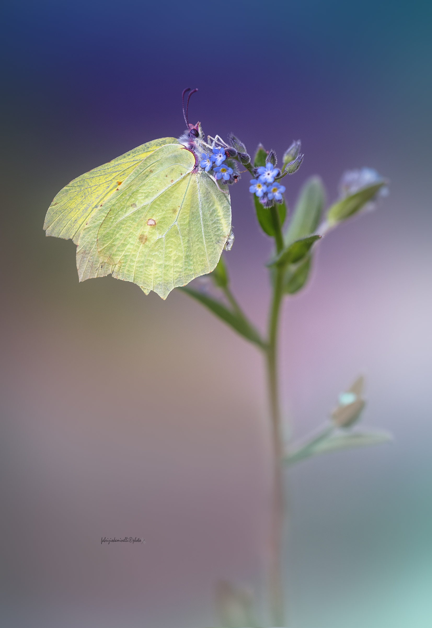 Cedronella - Gonepteryx rhamni