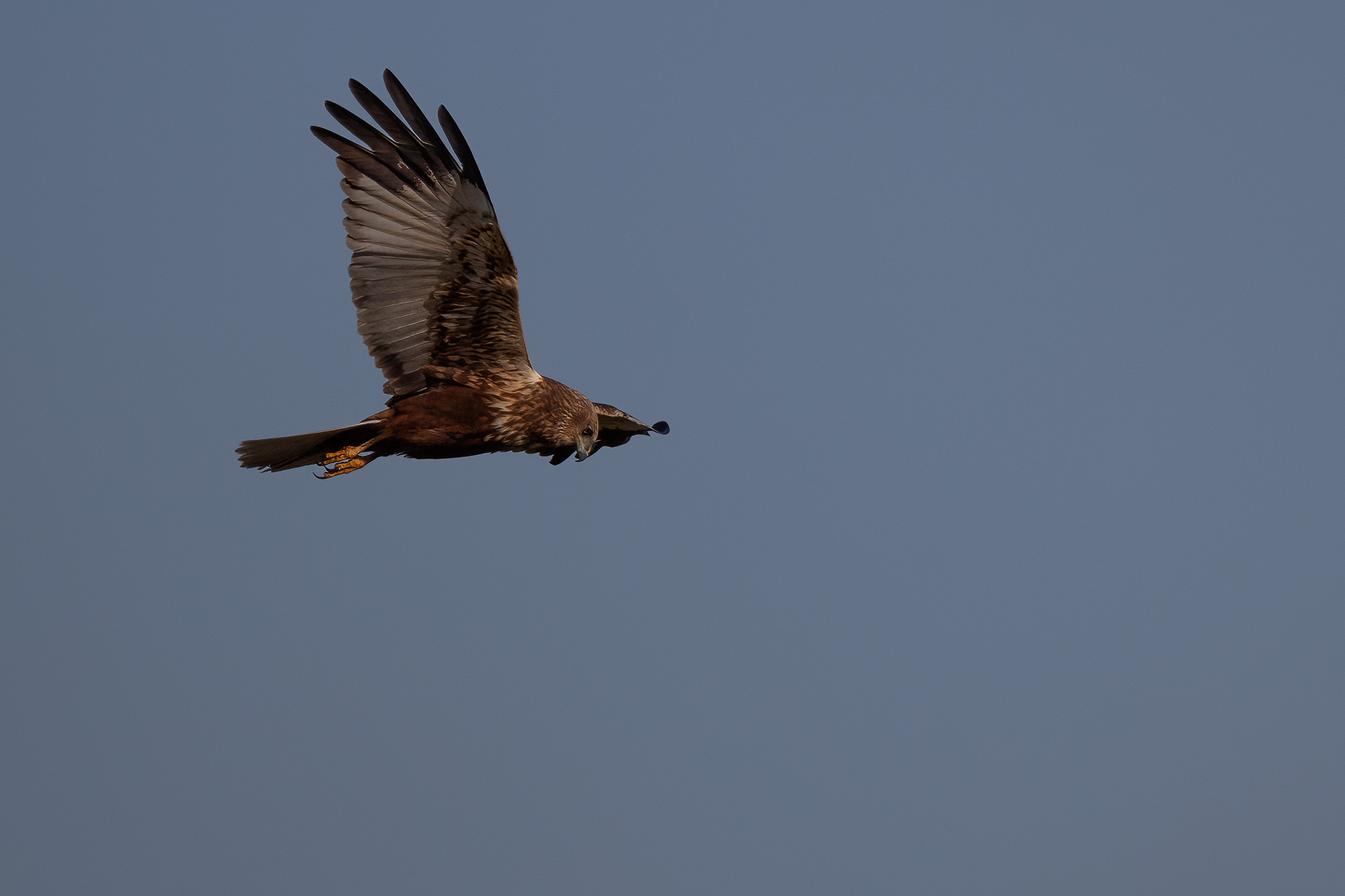 Marsh Harrier