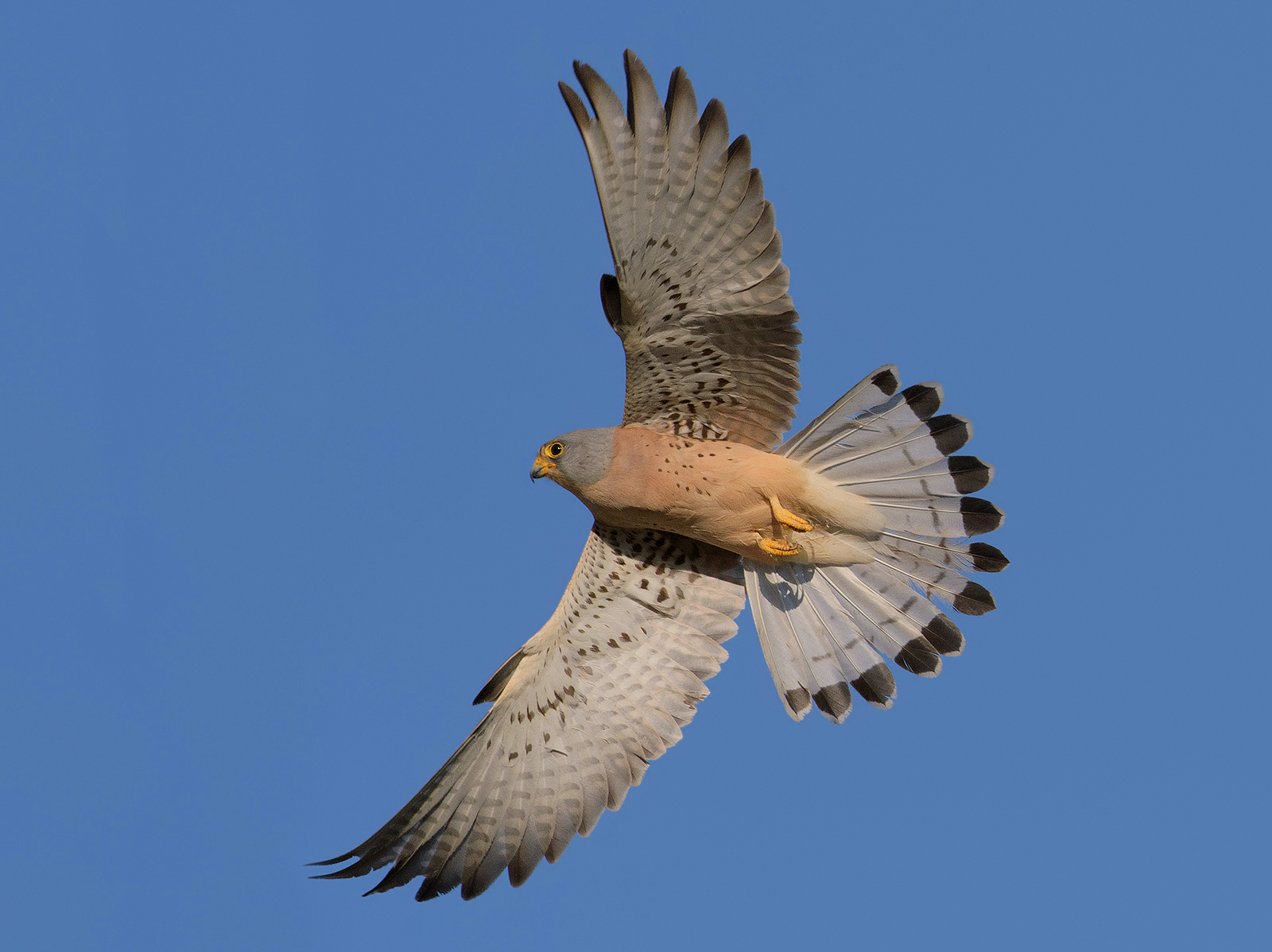 Falco grillaio (maschio).