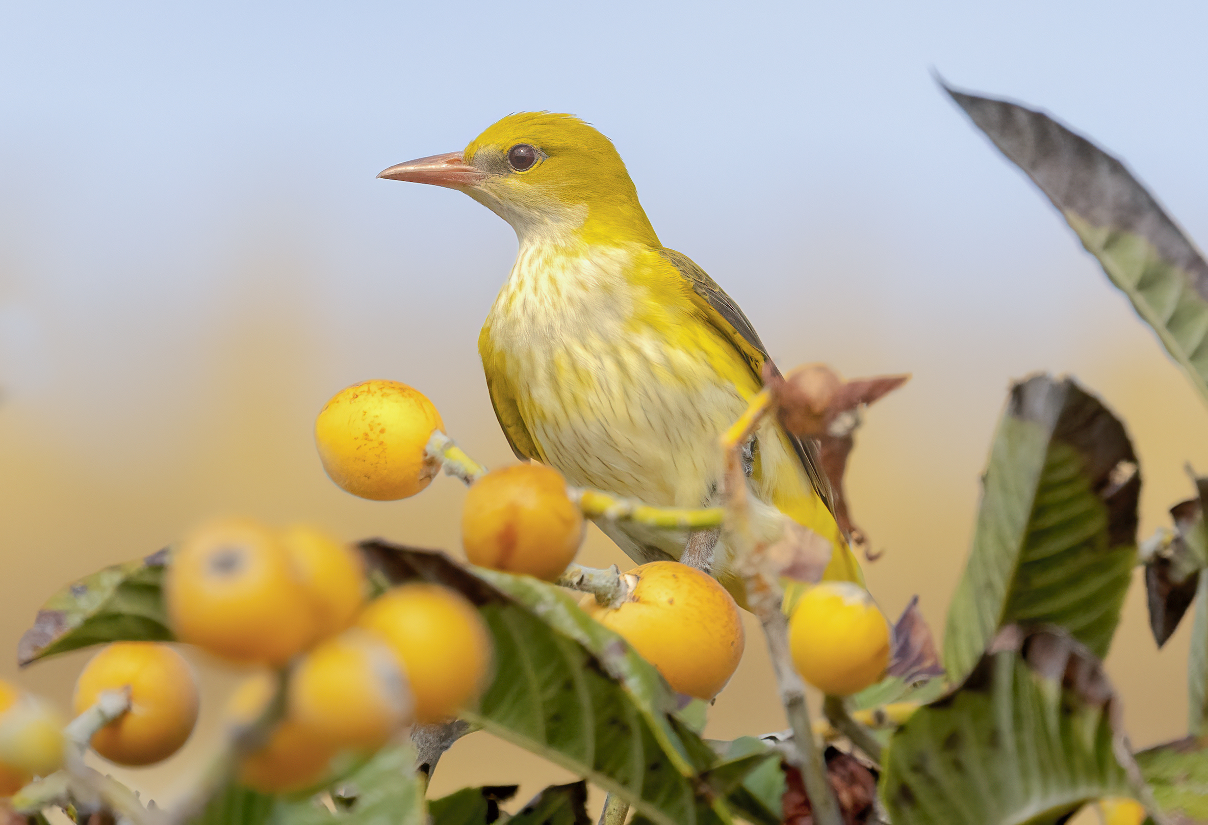 rigogolo femmina su albero nespole