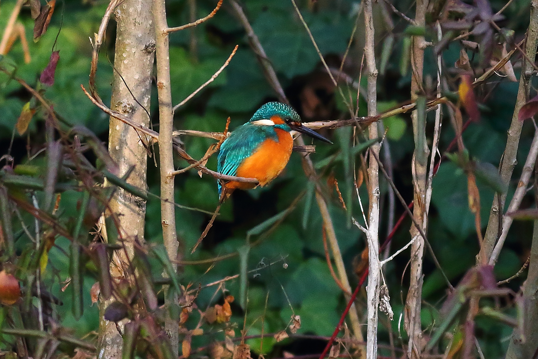 Kingfisher M 30 January 2024 - 6486