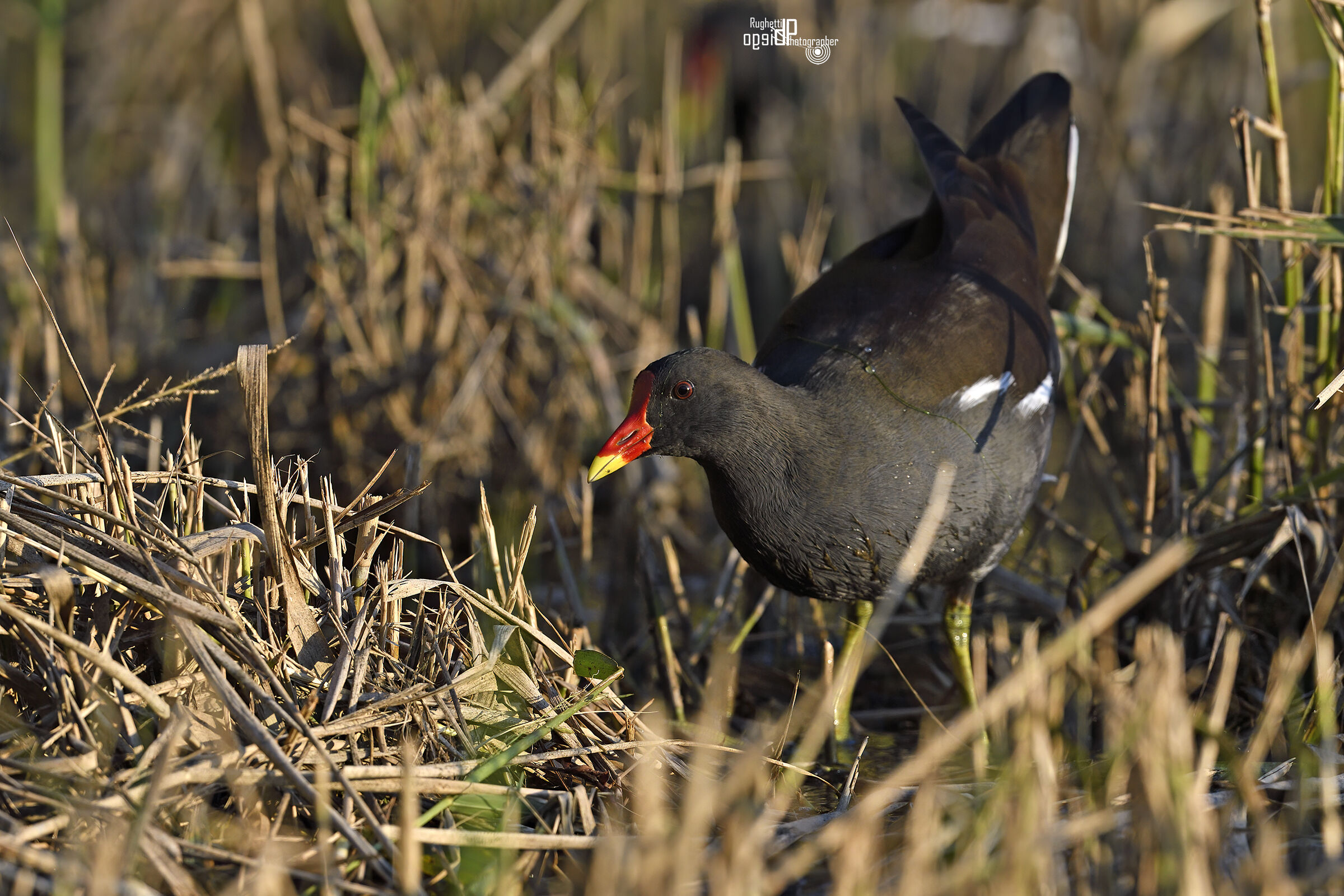 Moorhen
