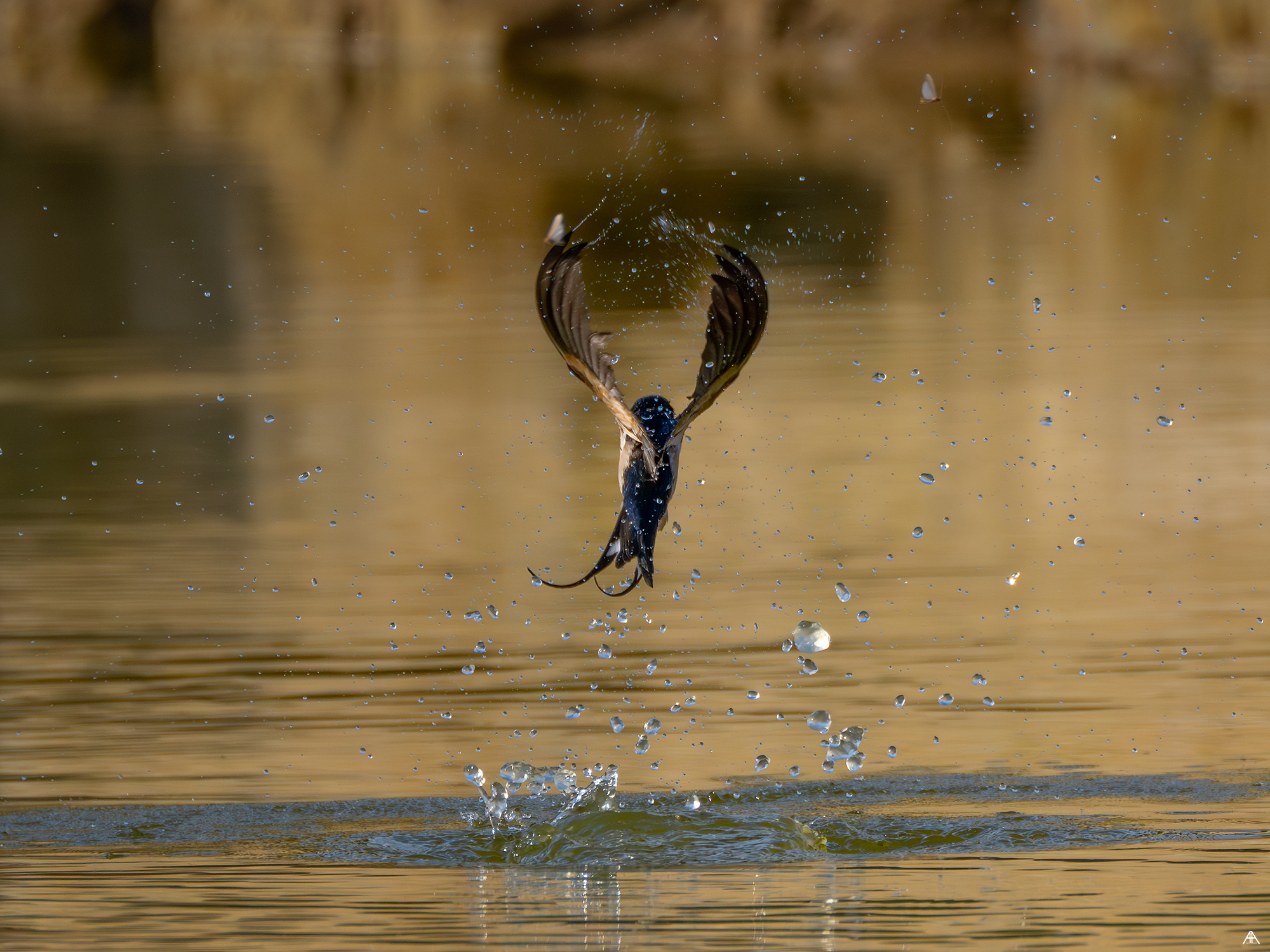 Randunica / Hirundo rustica