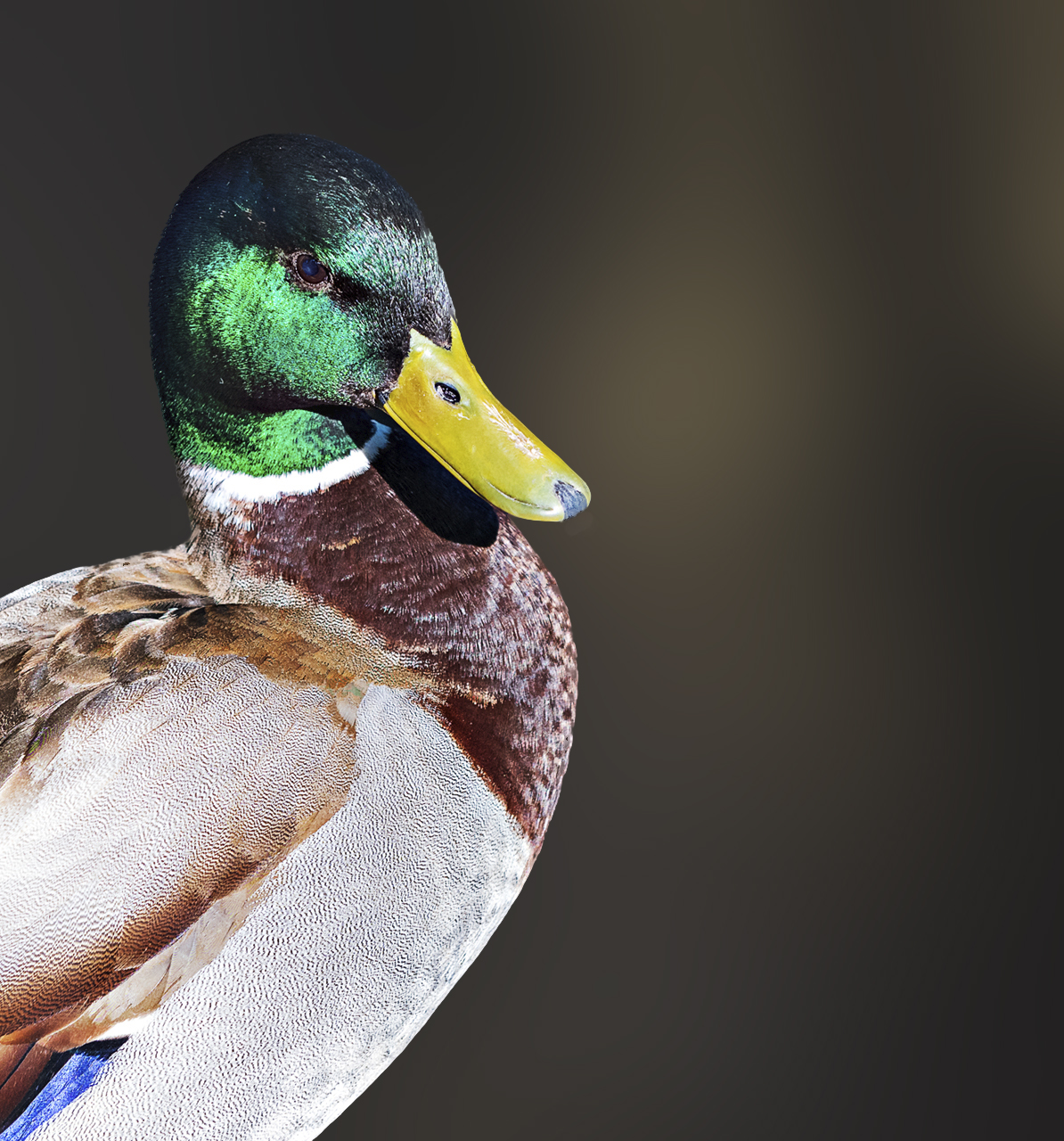 Mallard