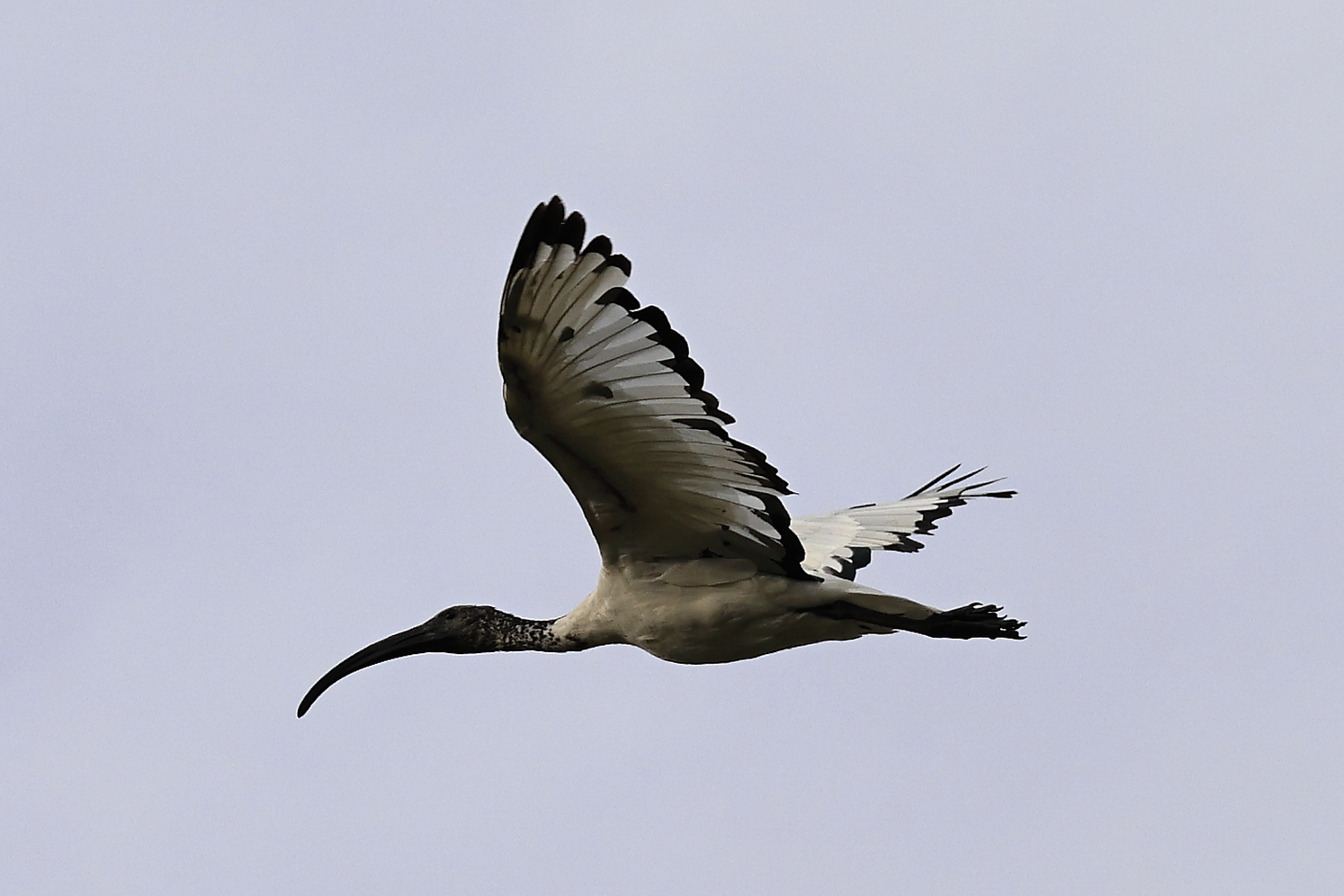 Ibis