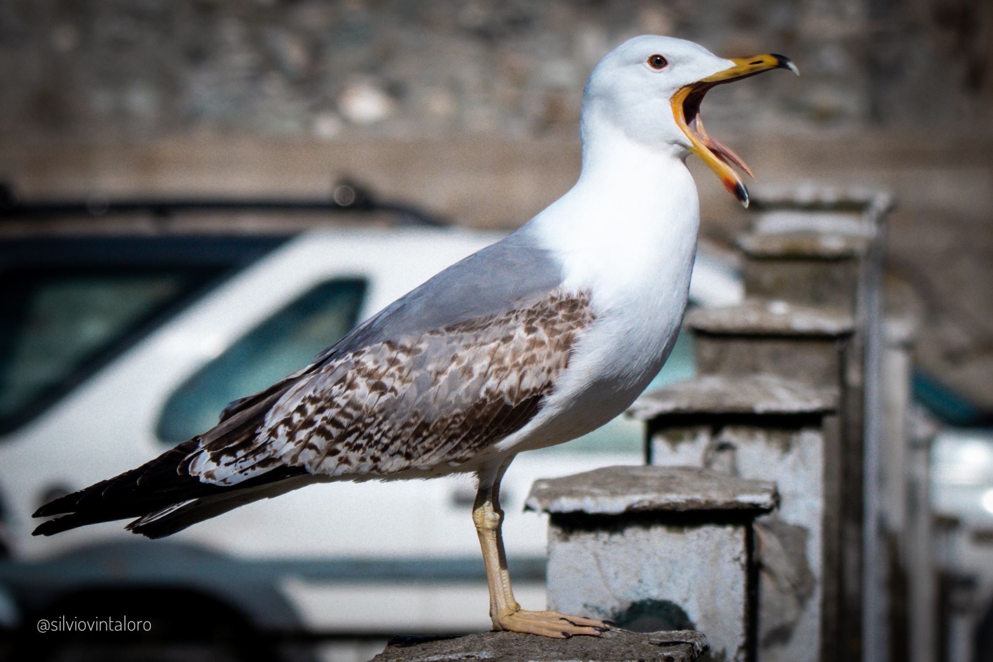 The Seagull's Scream