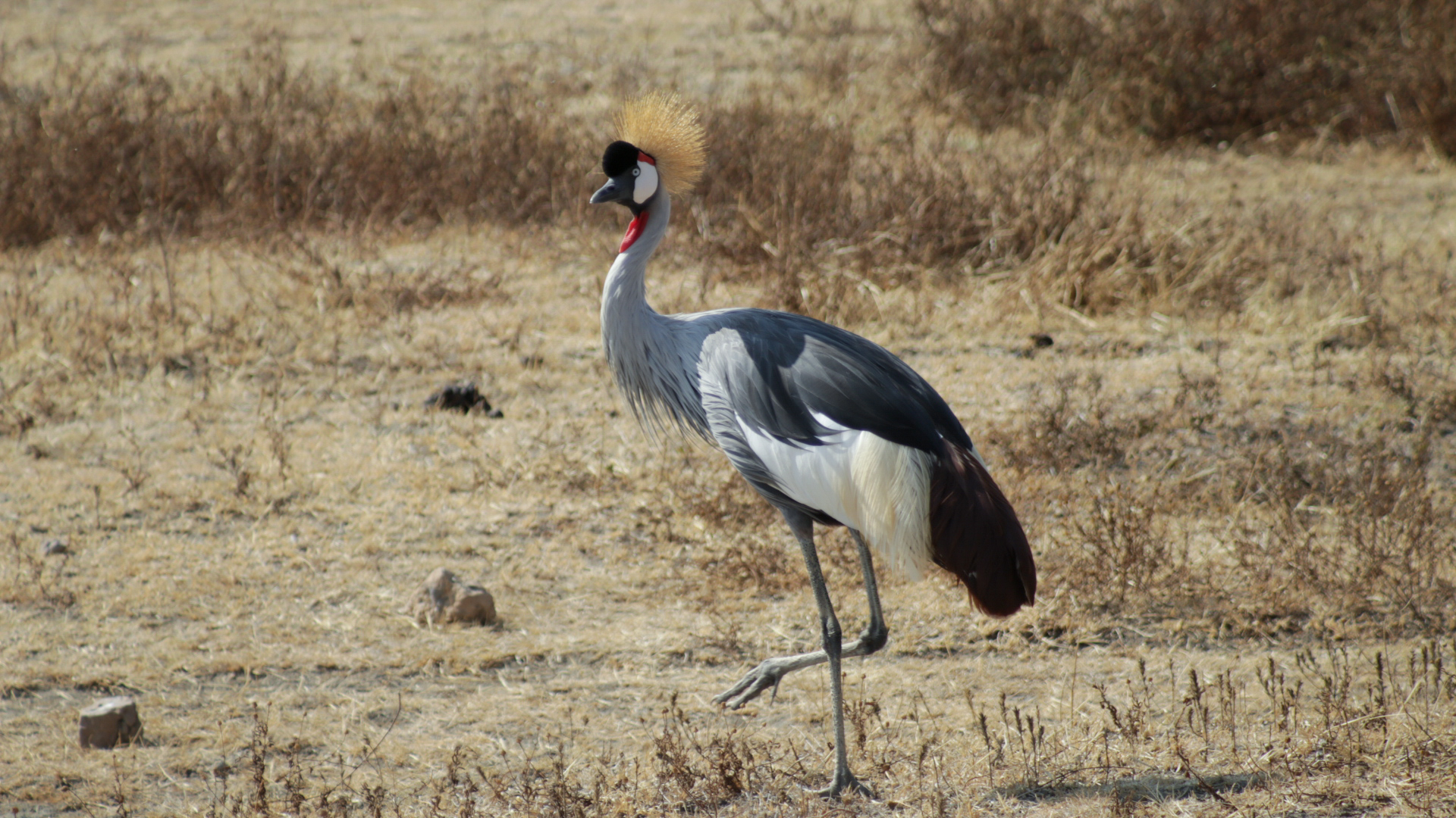 Crowned crane