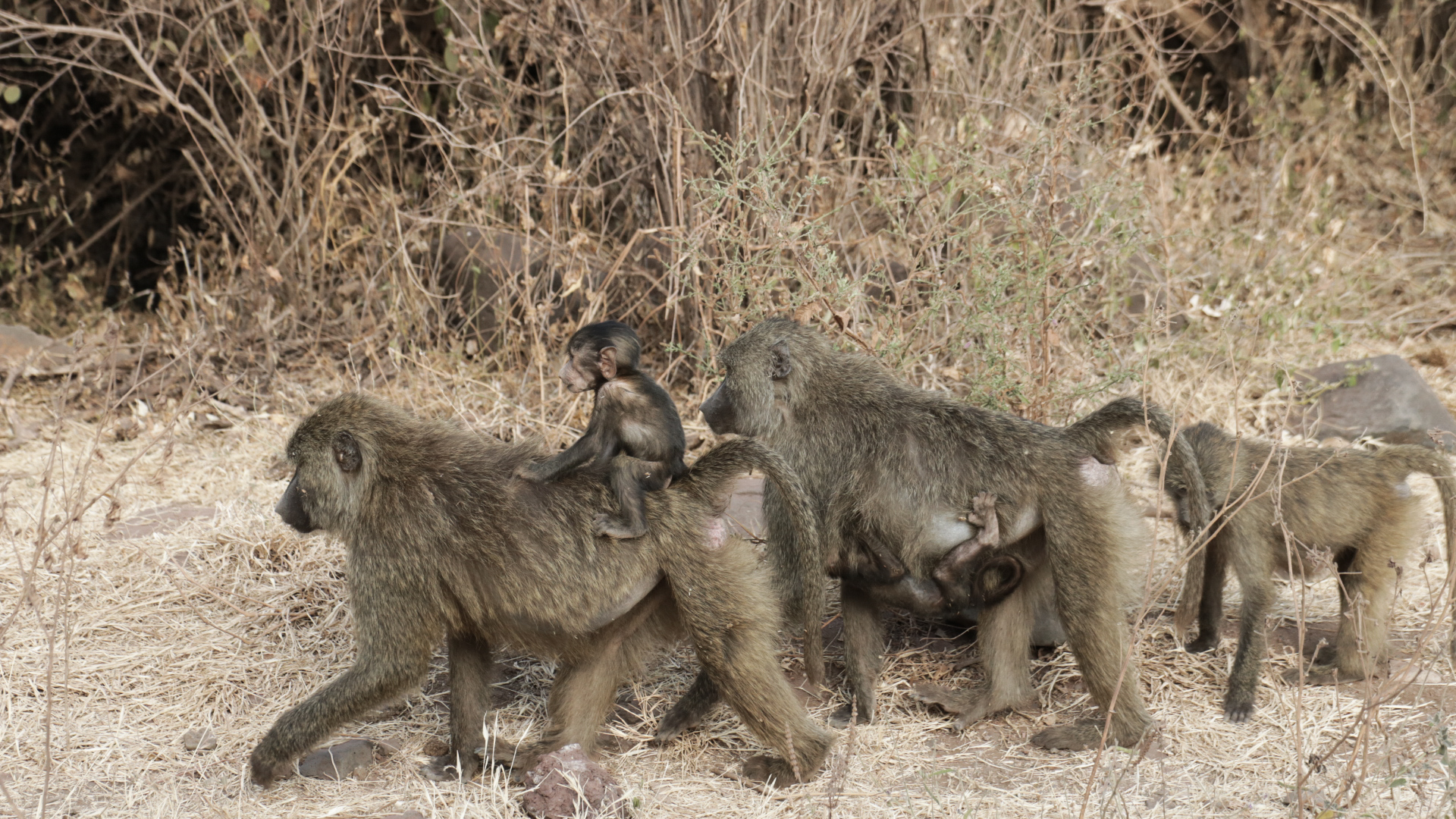 Walking with the family