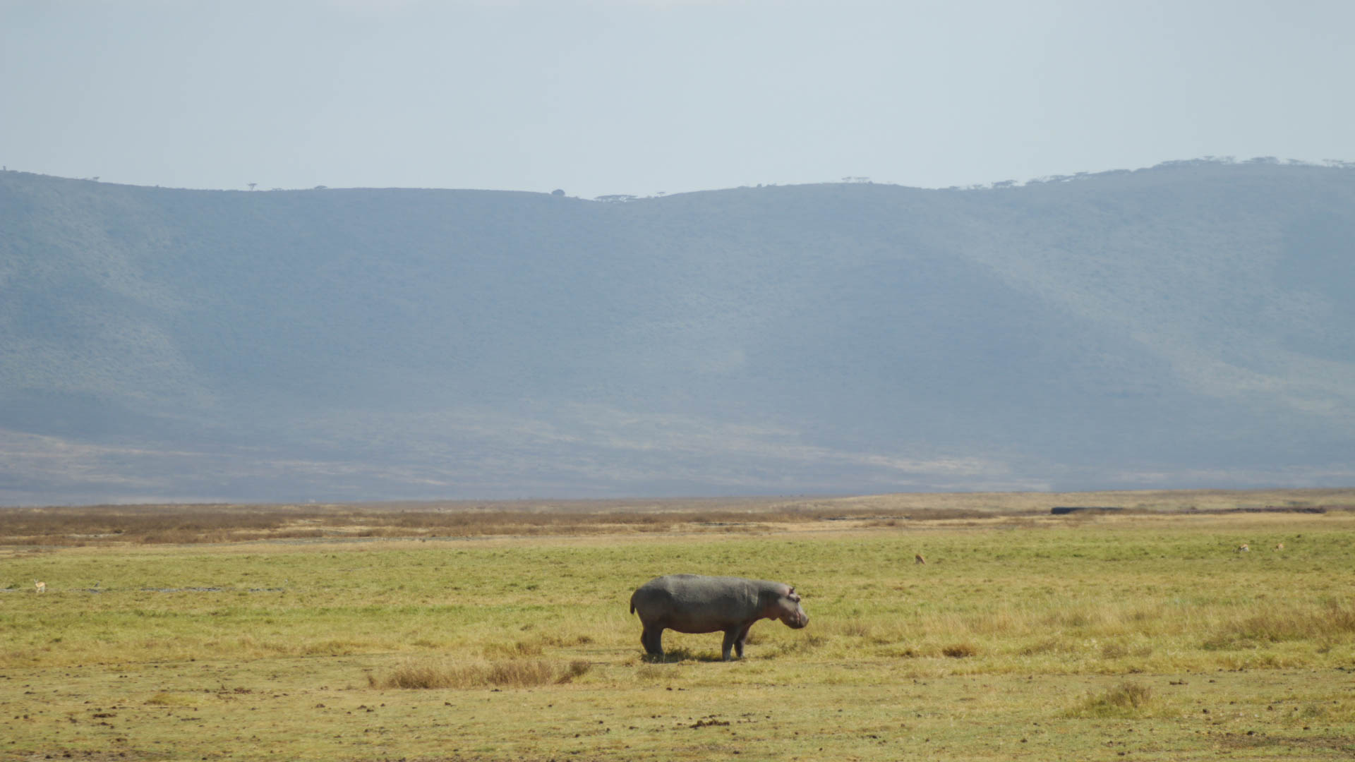 The loneliness of hippos