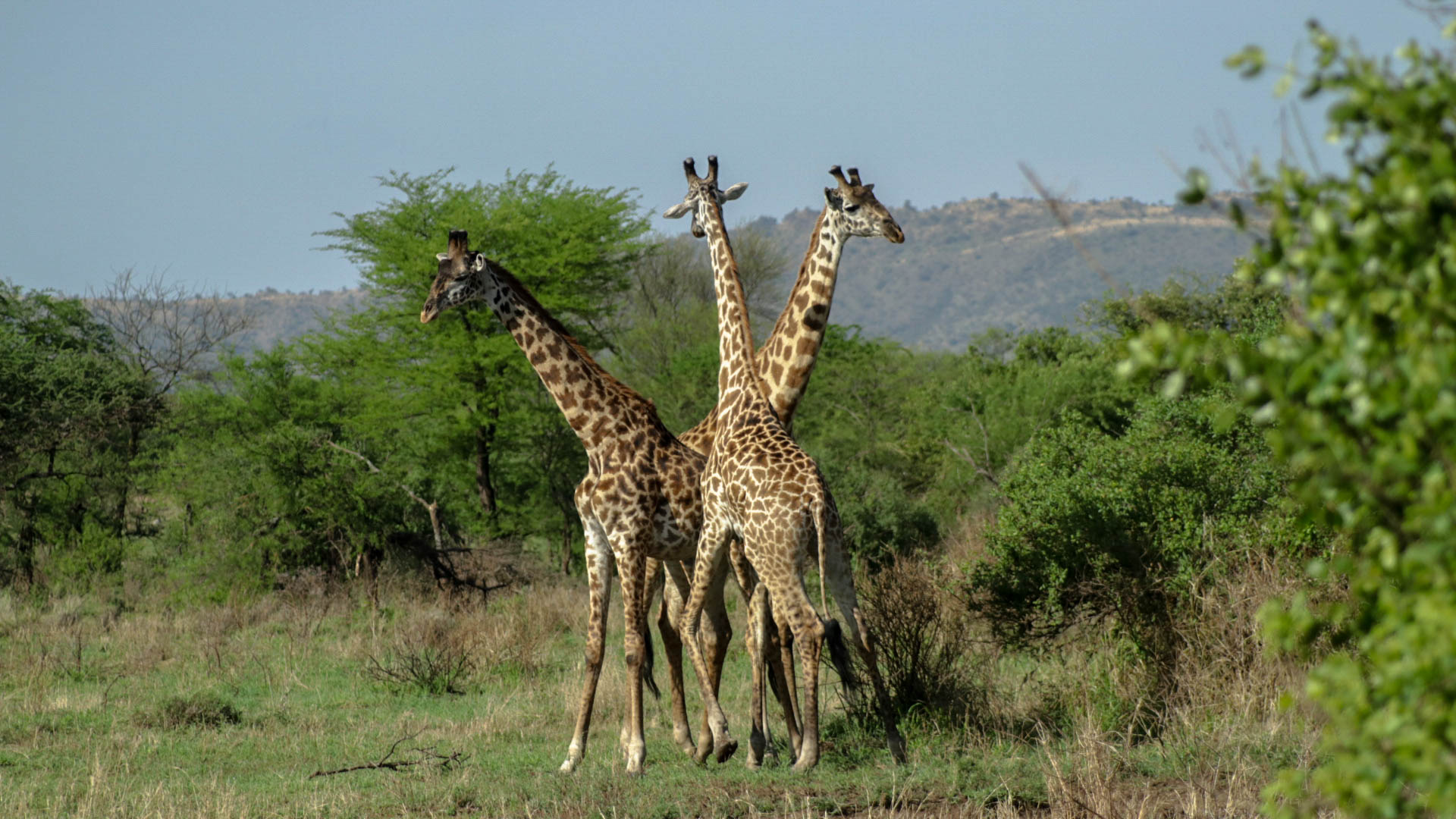 The three "girafferos"