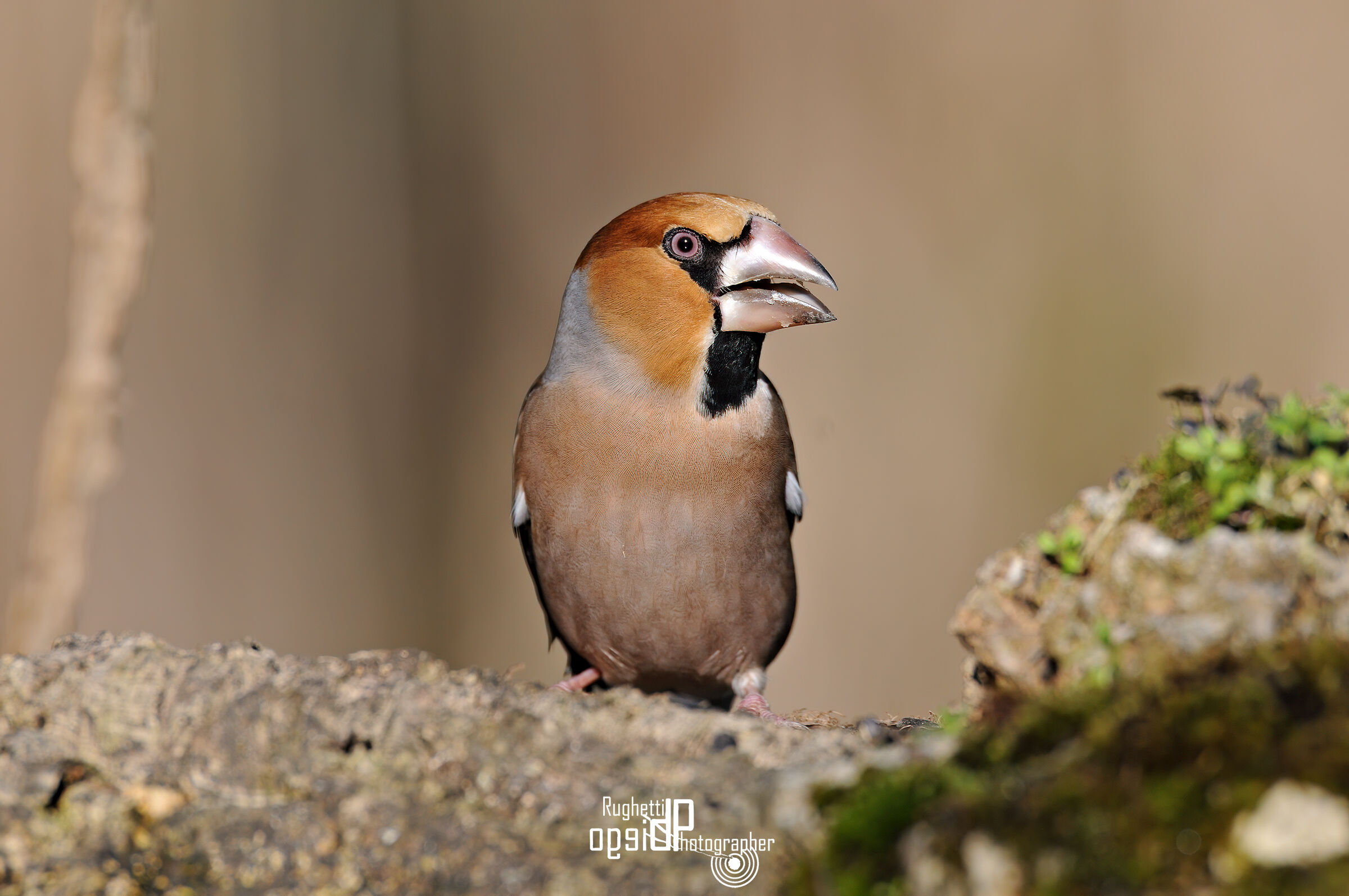 Hawfinch