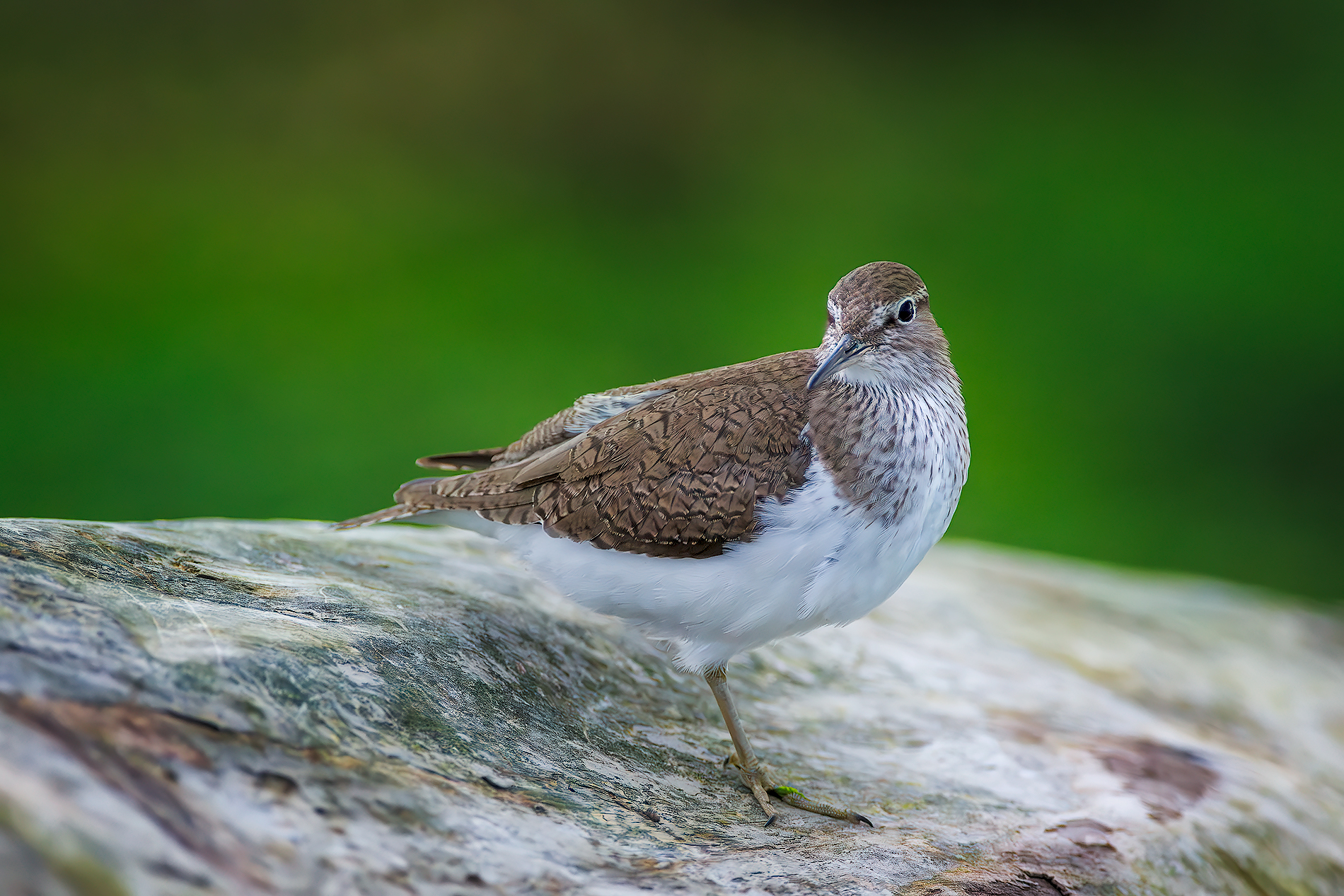 Common Sandpiper
