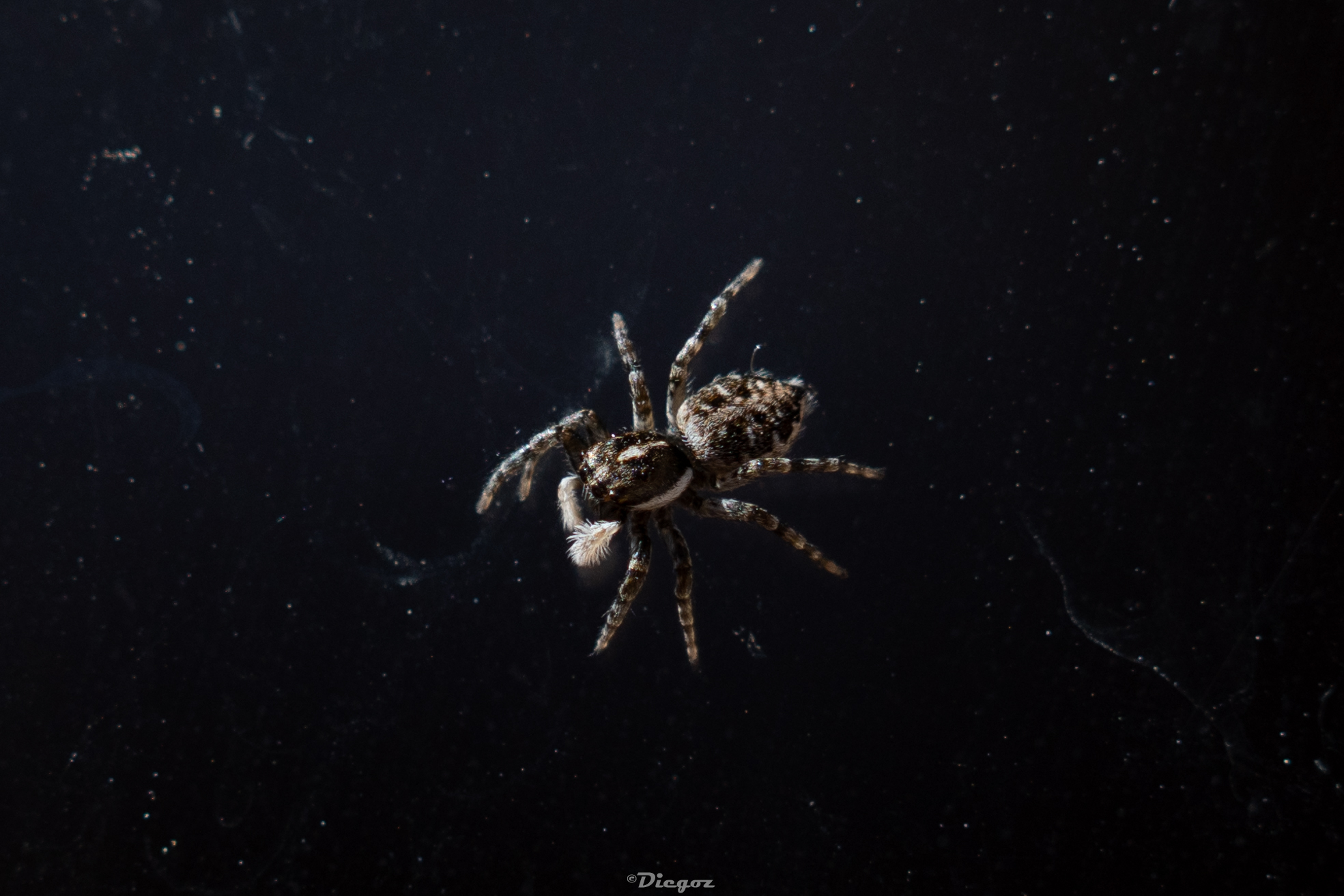 The spider in space