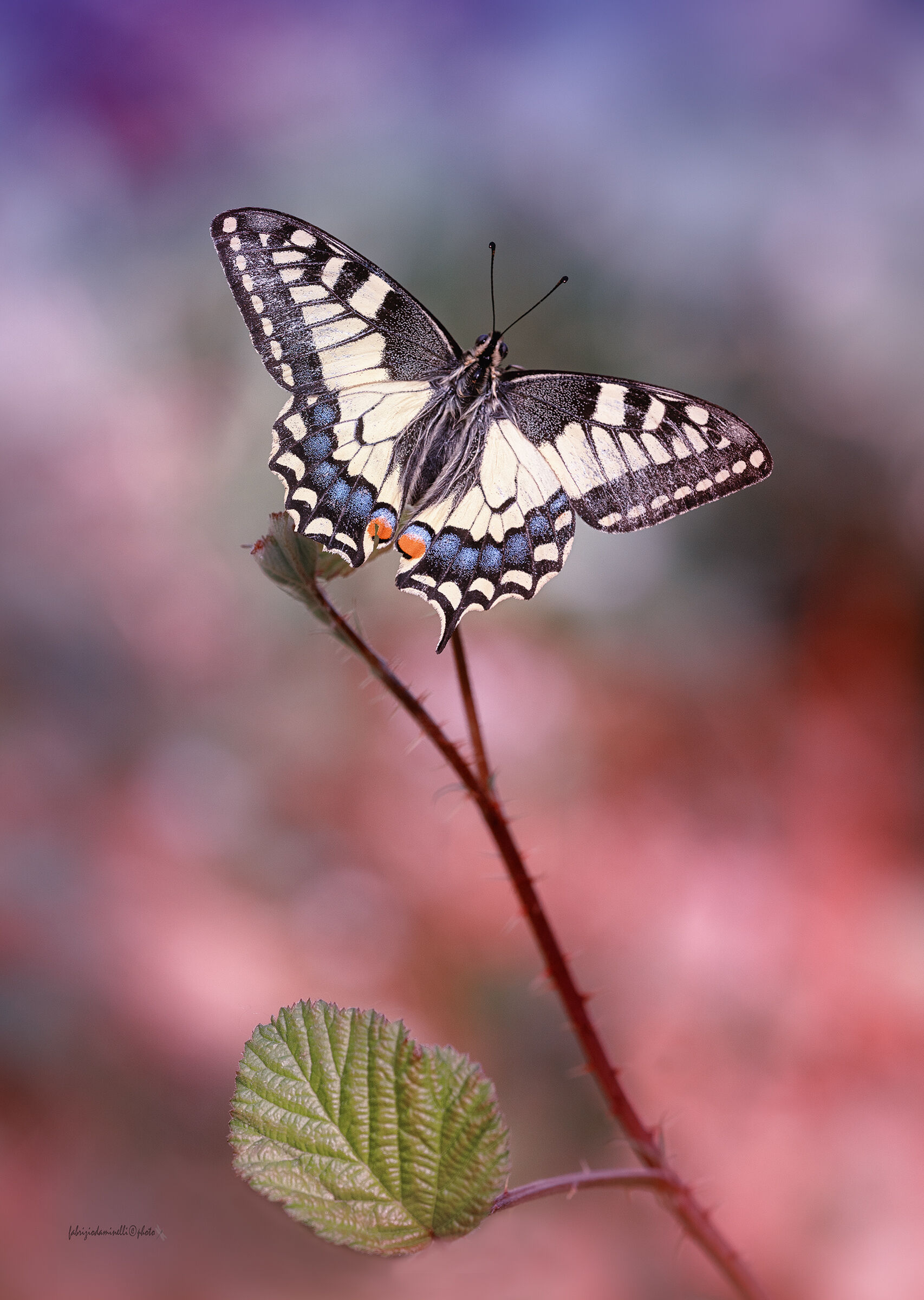 Papilio machaon