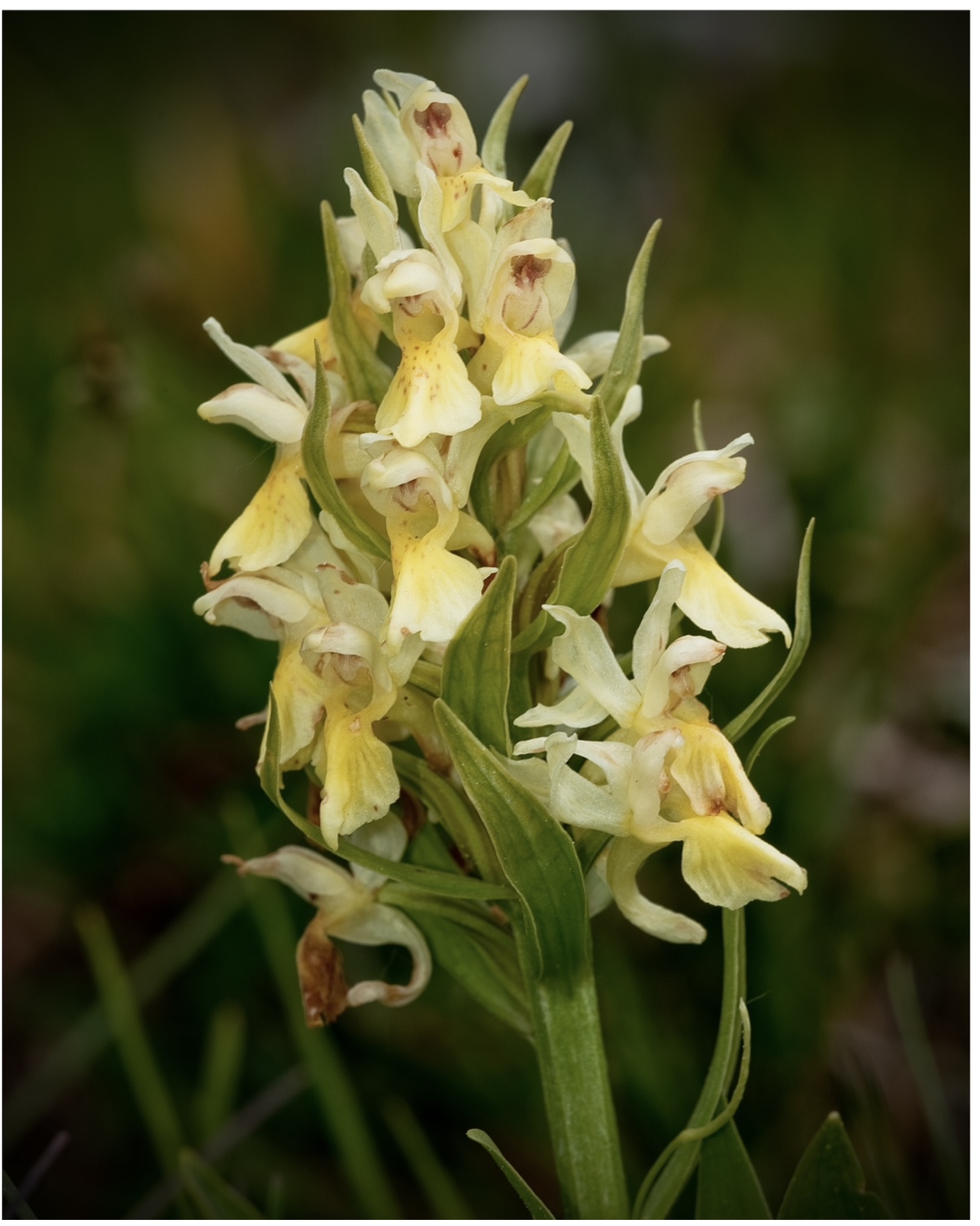 Dactylorihiza sambucina