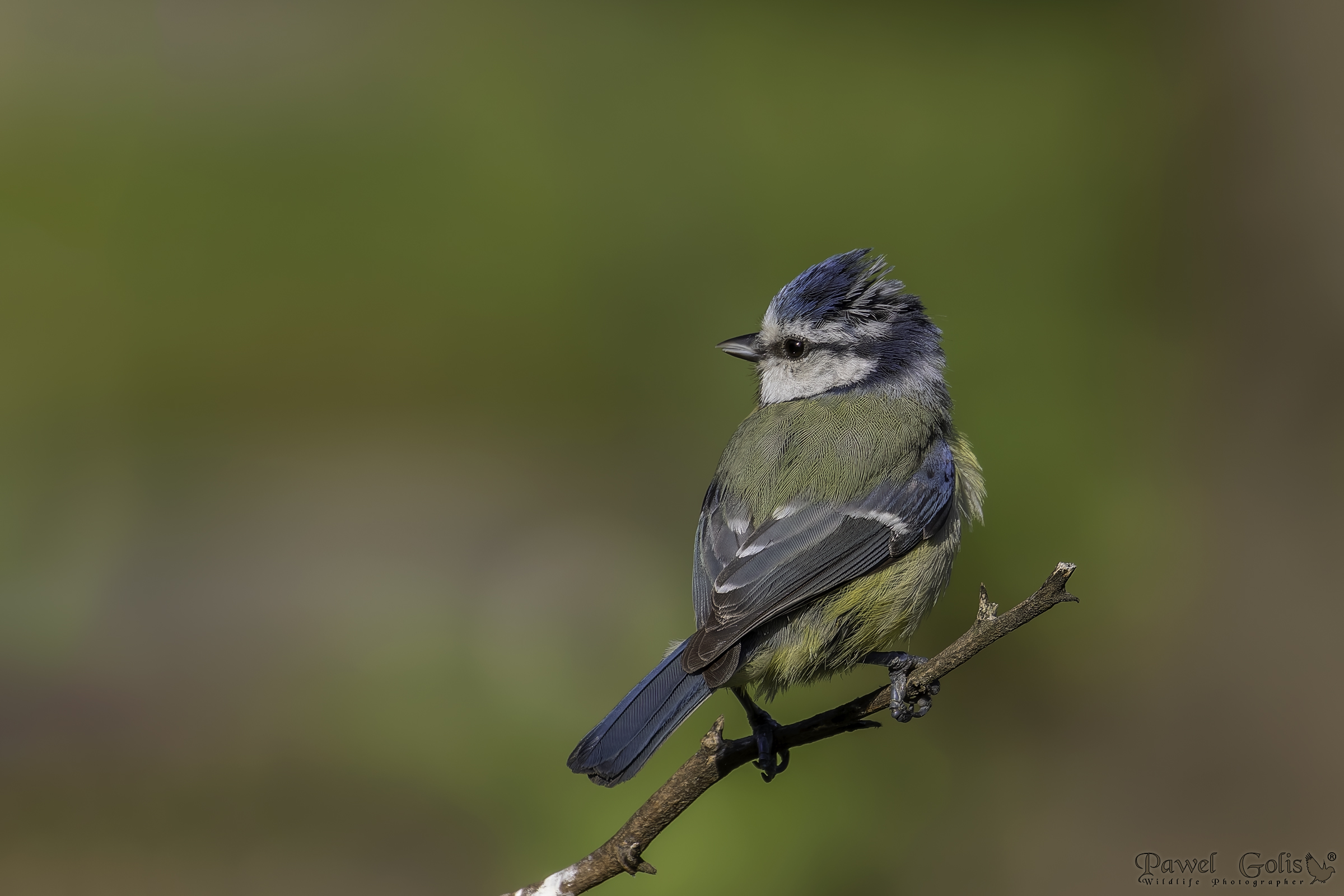 Cinciarella (Cyanistes caeruleus)
