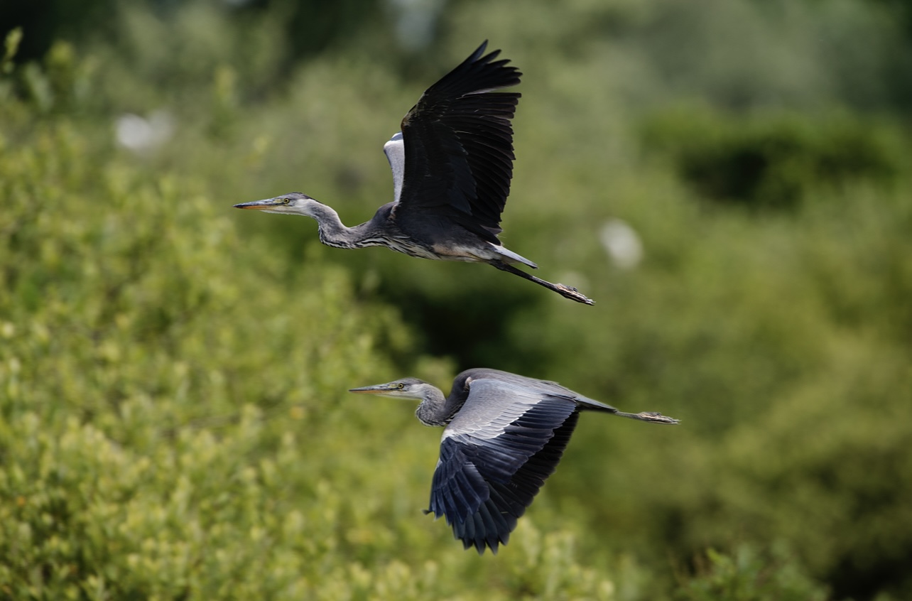 Grey herons in tandem
