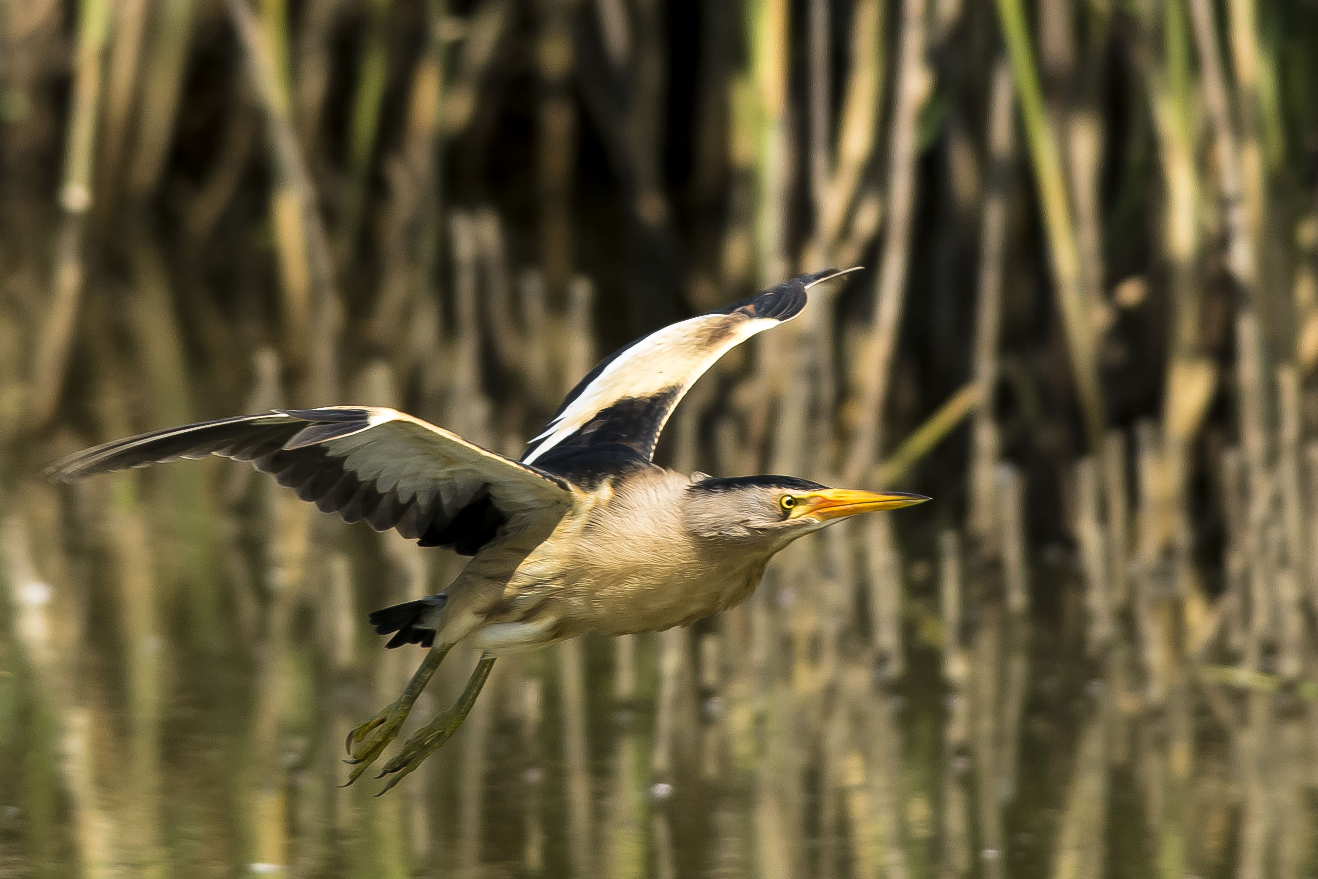 bittern in flight No. 2