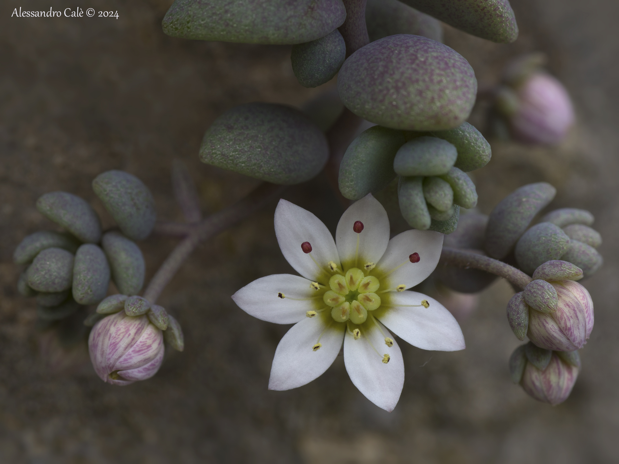 Sedum dasyphyllum 8631
