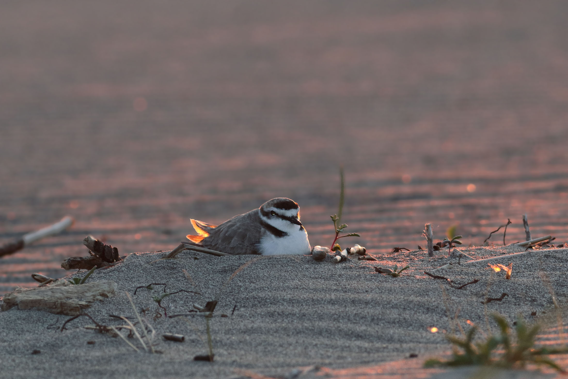 Plover with calasole