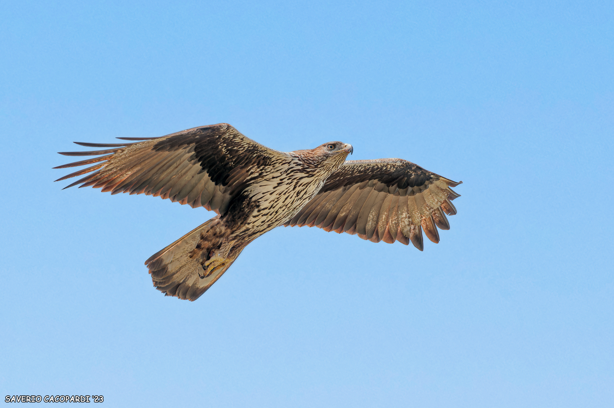 Aquila di Bonelli.