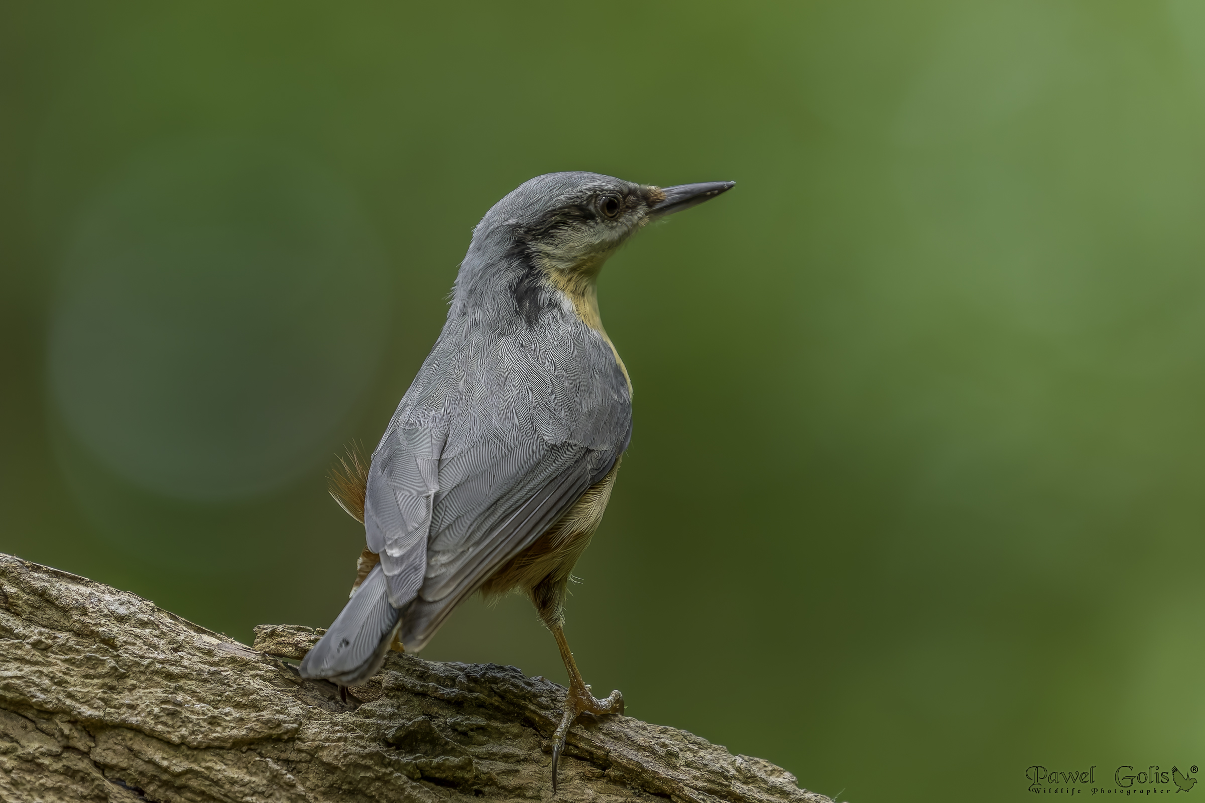 Picchio muratore (Sitta europaea)