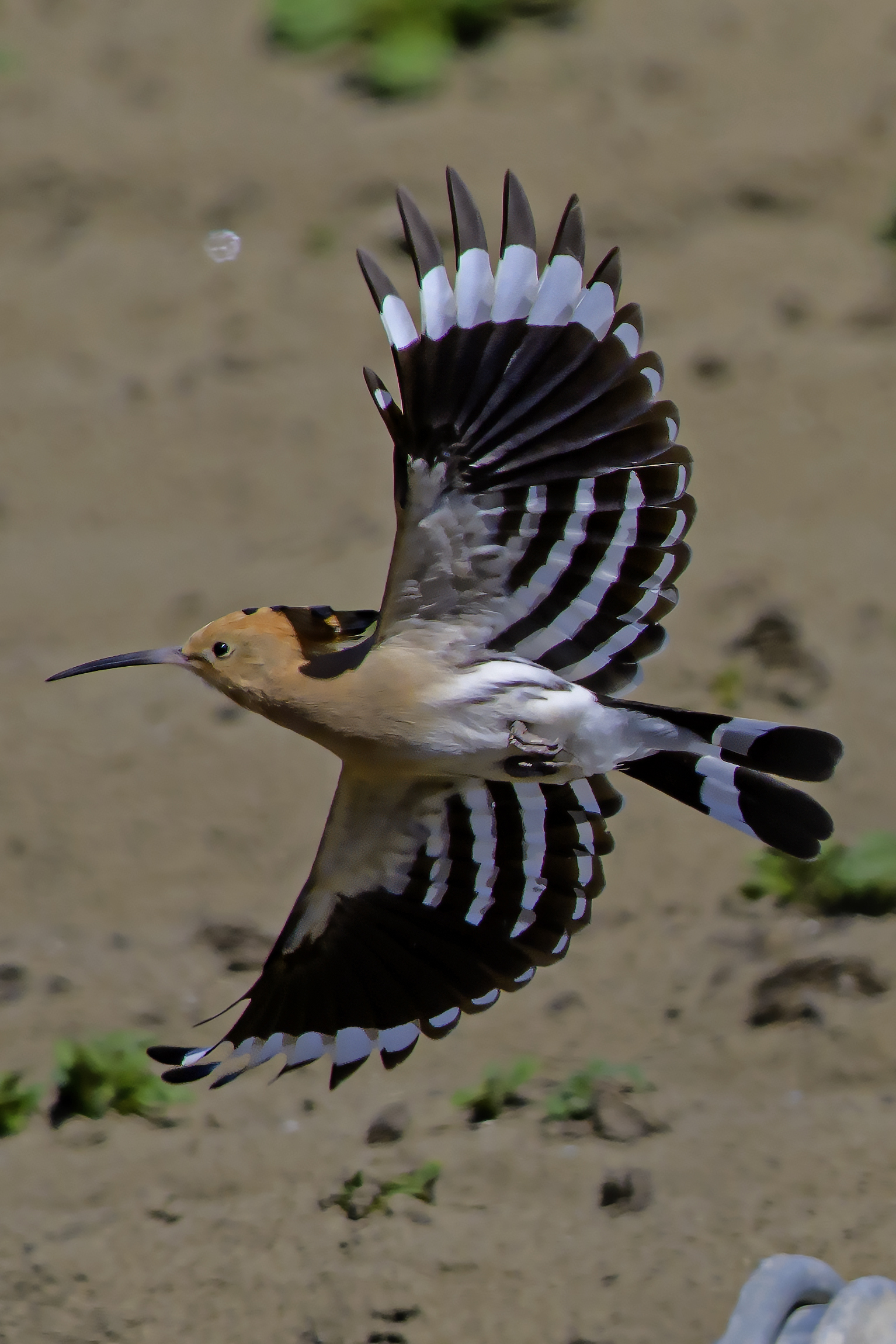 The Flight of the Hoopoe