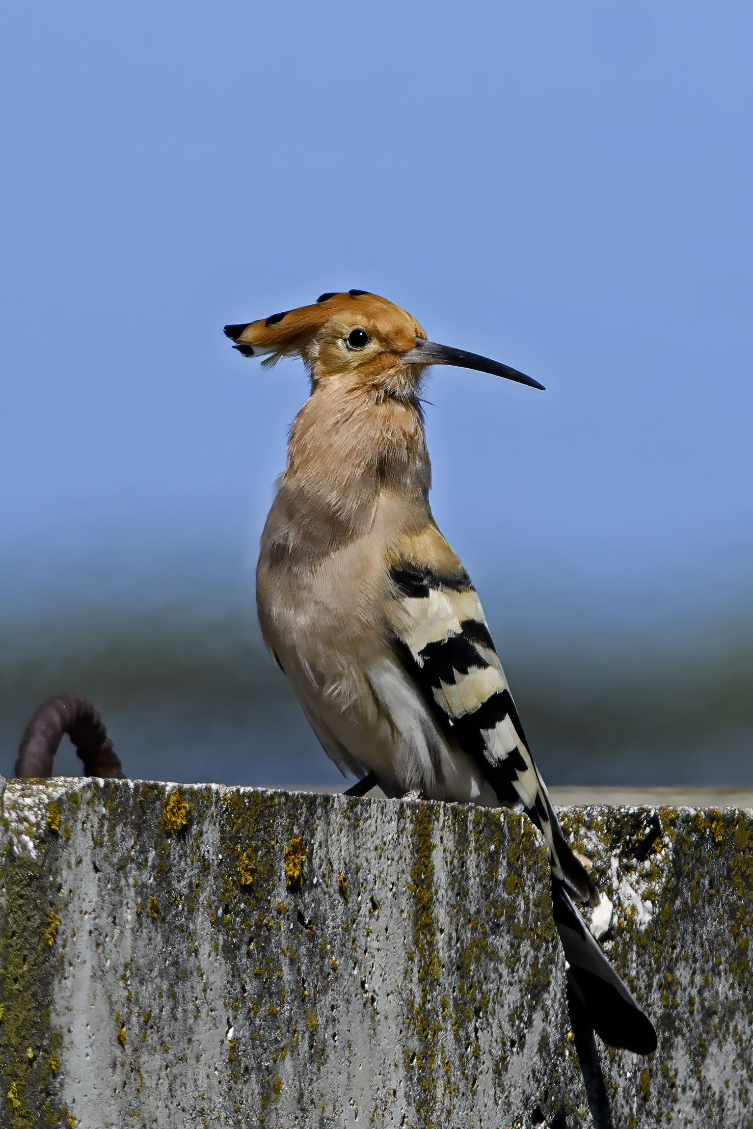 The Portrait of Spring