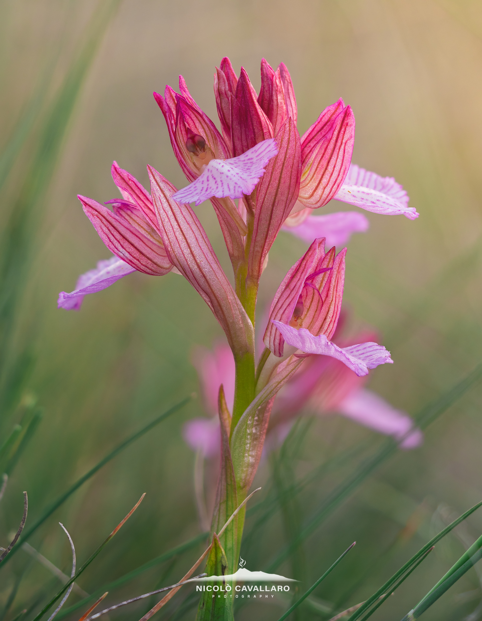 Anacamptis papilionacea