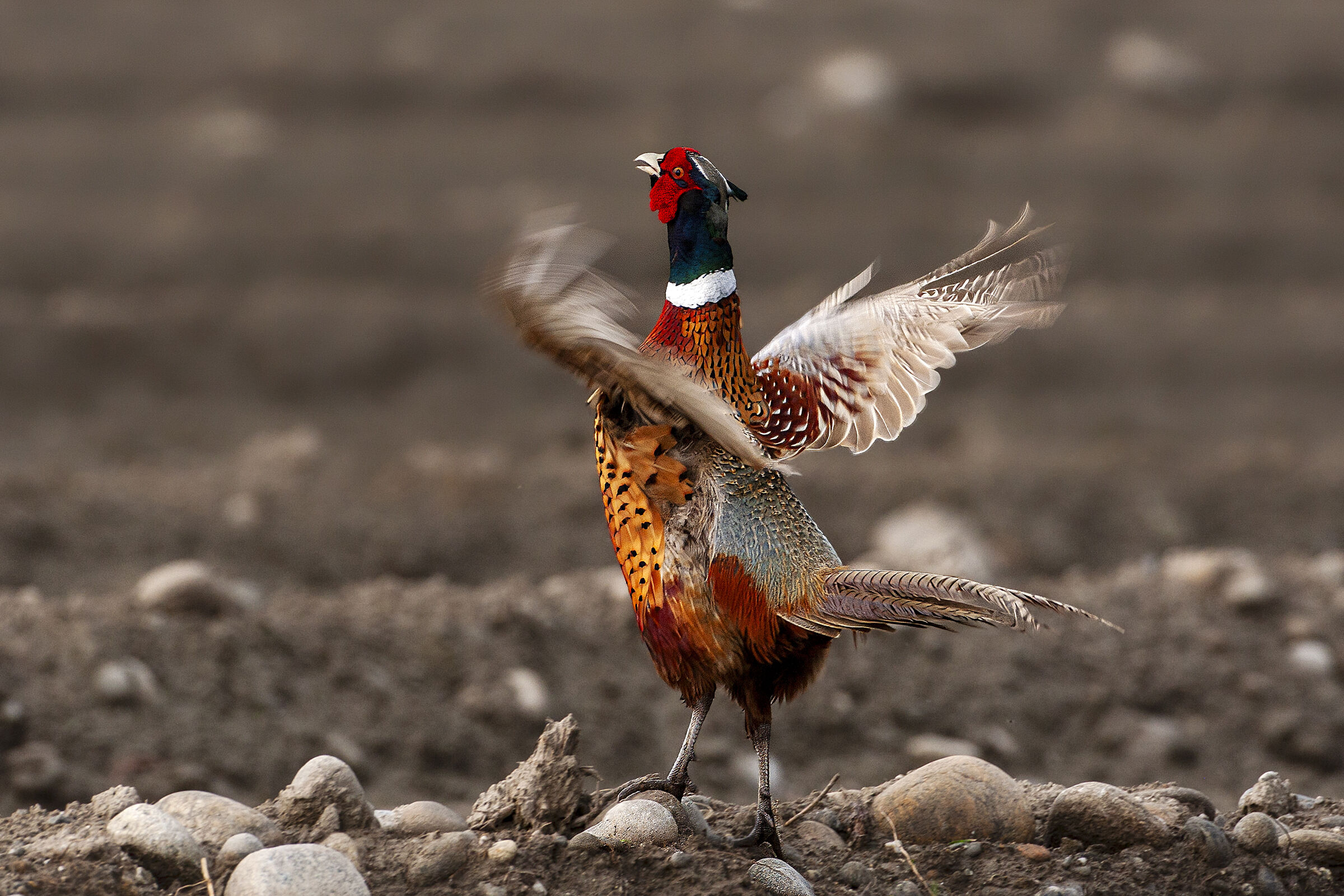 Pheasant M