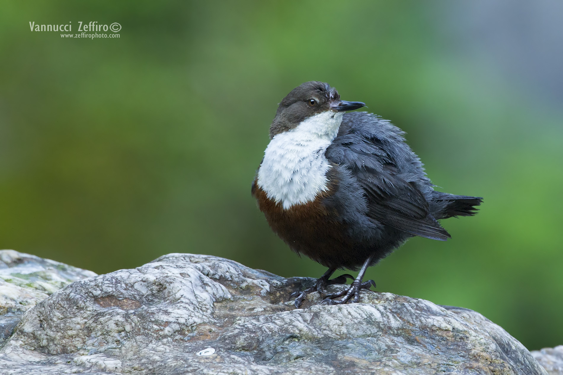 Dipper in the morning
