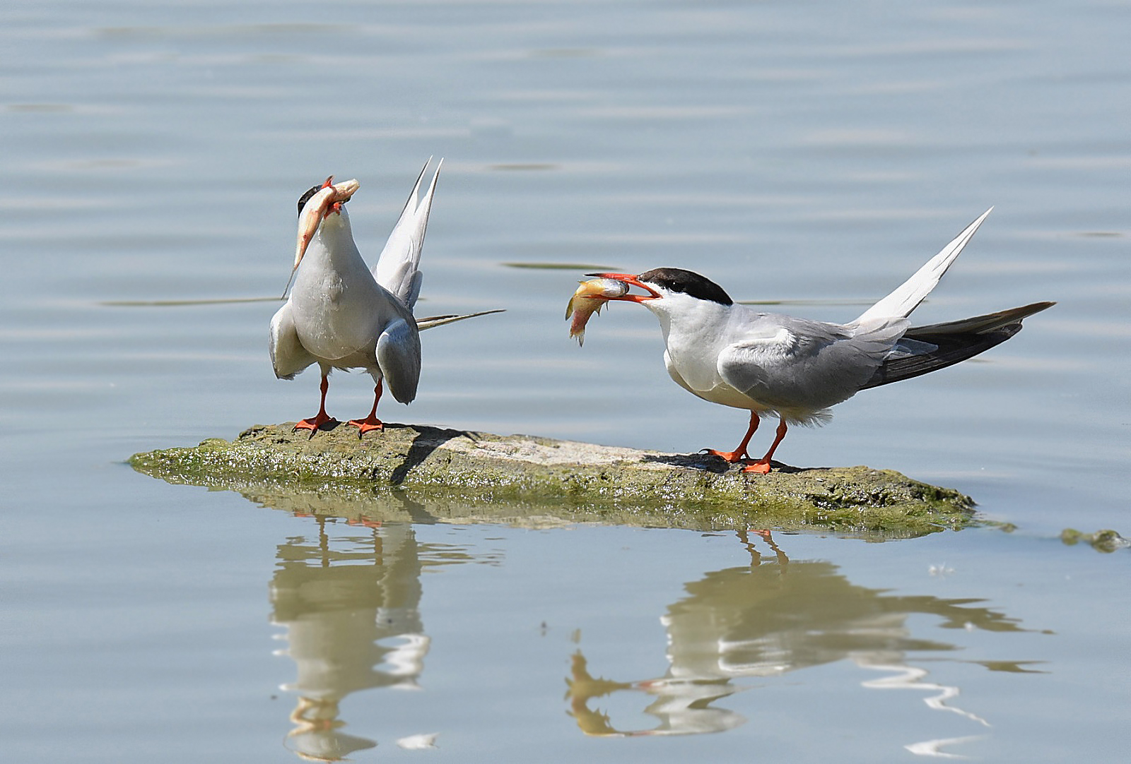 Common Tern