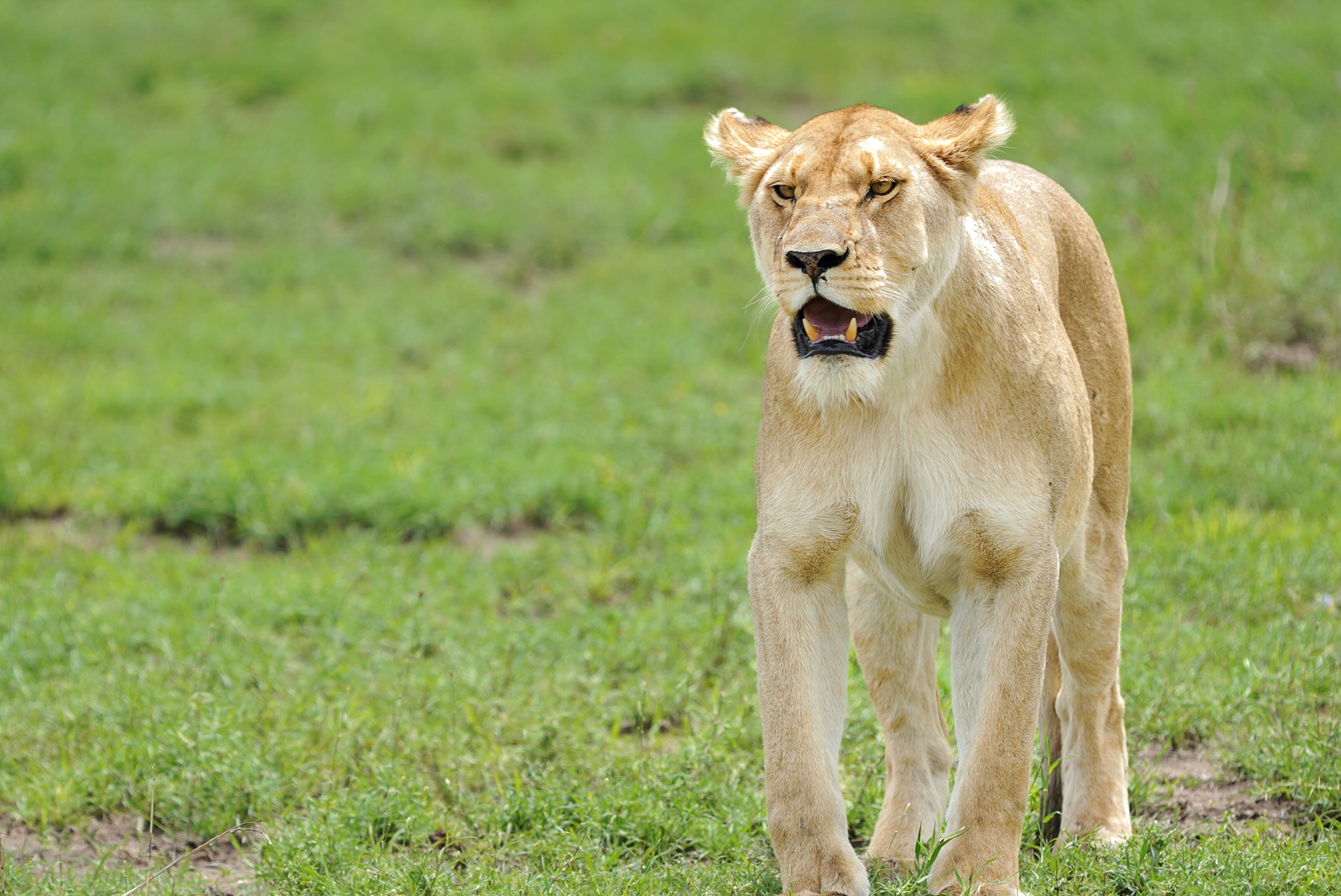 Serengeti
