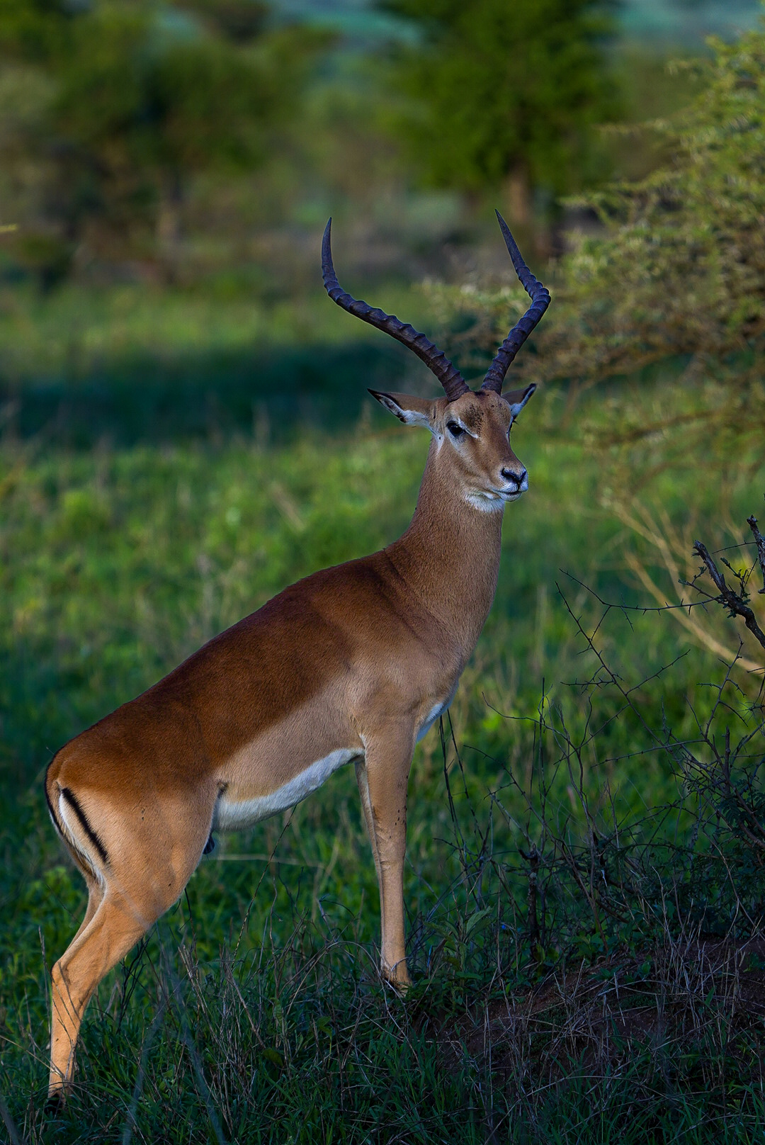Serengeti