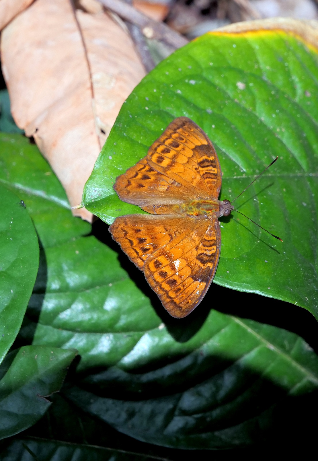 African butterfly