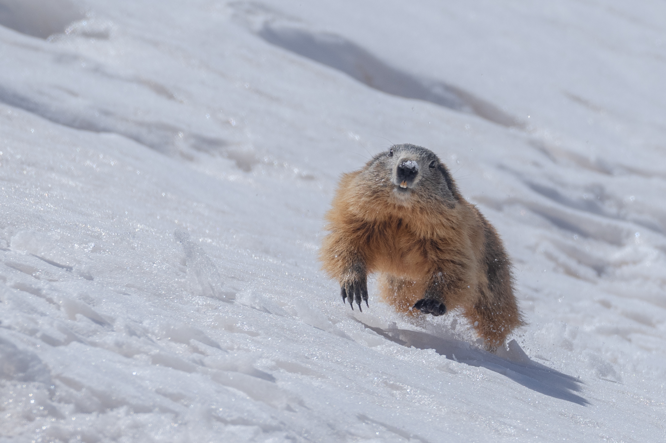 First races of the year