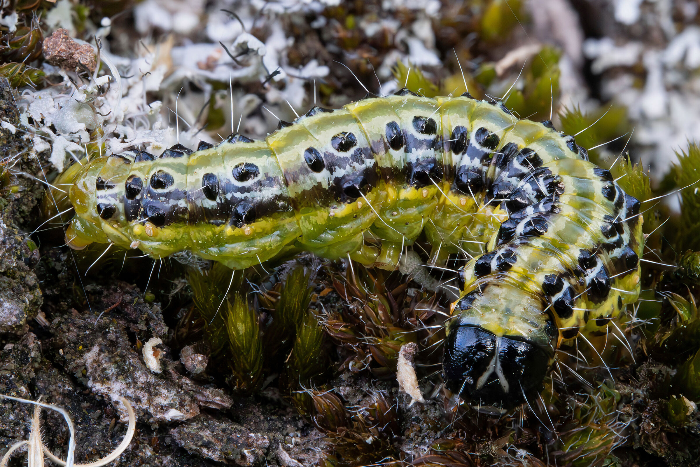 Caterpillar of Cydalima perspectalis
