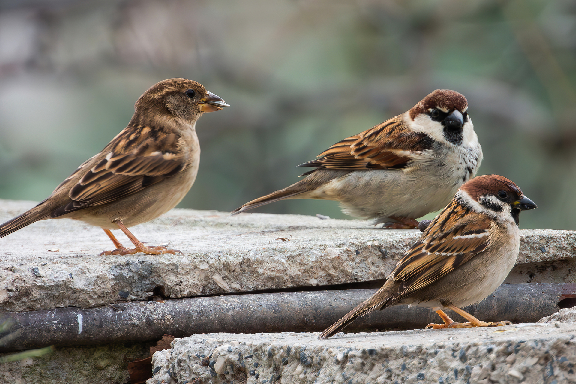 Sparrows
