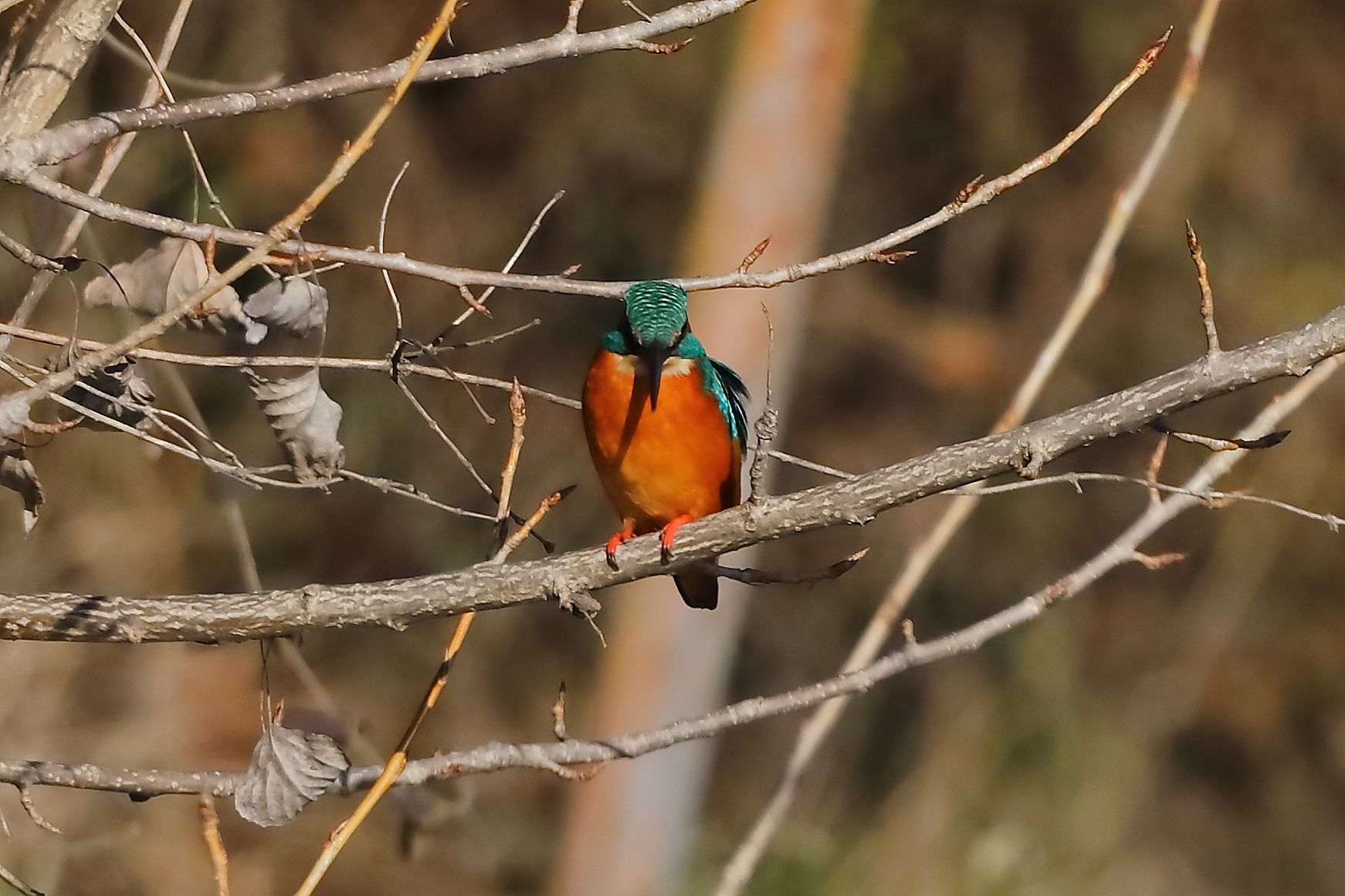 Kingfisher 05 February 2024 - 0030