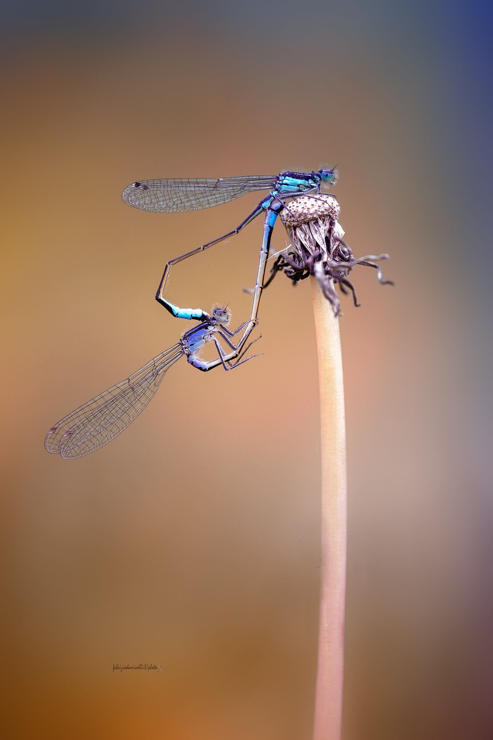 Ischnura elegans - mating