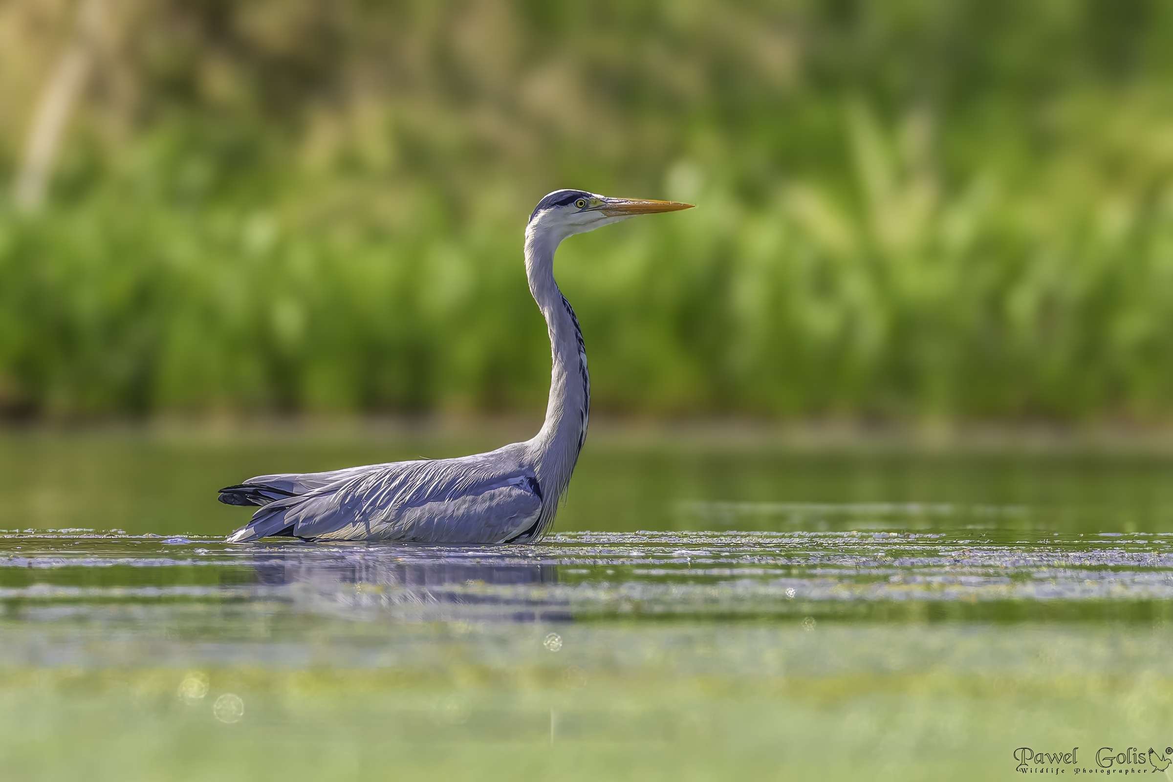 Airone cenerino (Ardea cinerea)