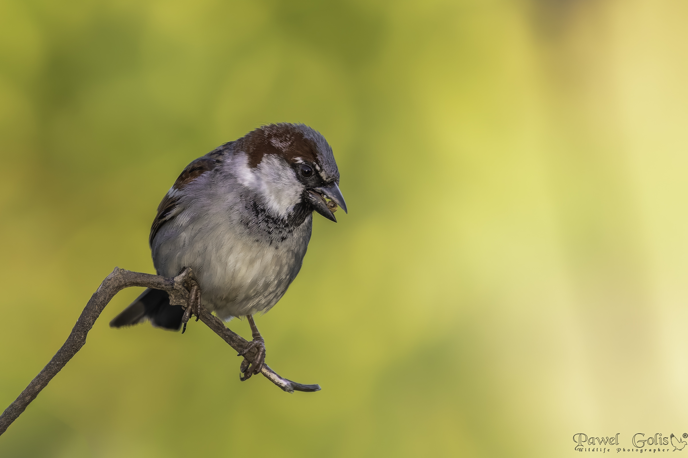 Passero domestico (Passer domesticus)