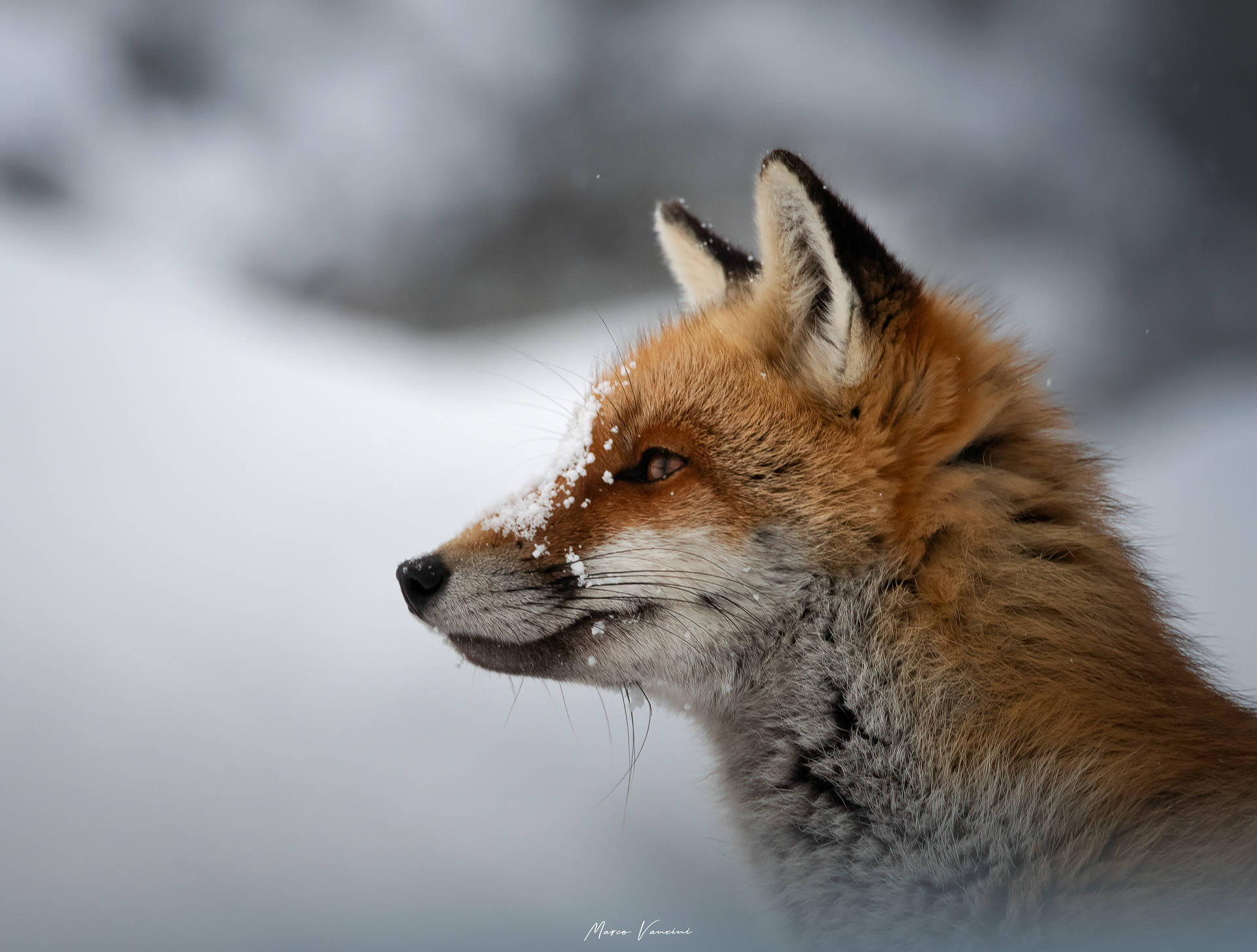 Un profilo meraviglioso...