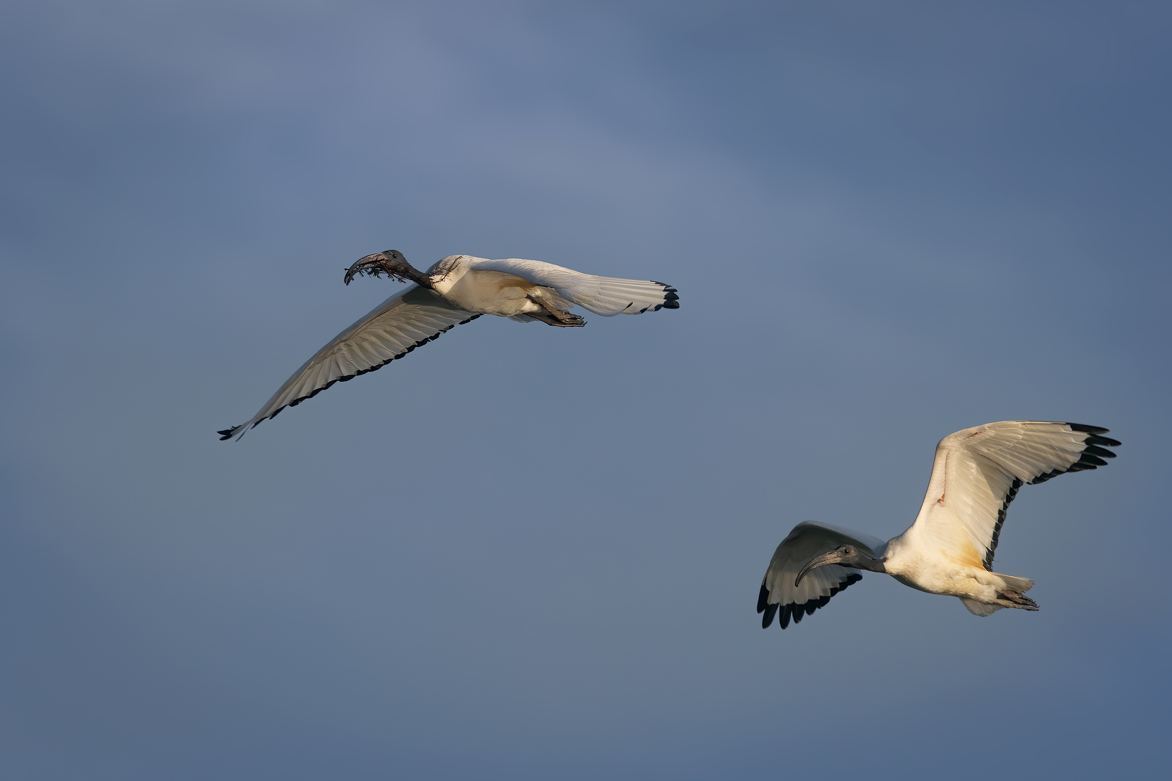 Ibis sacro del Nilo in coppia